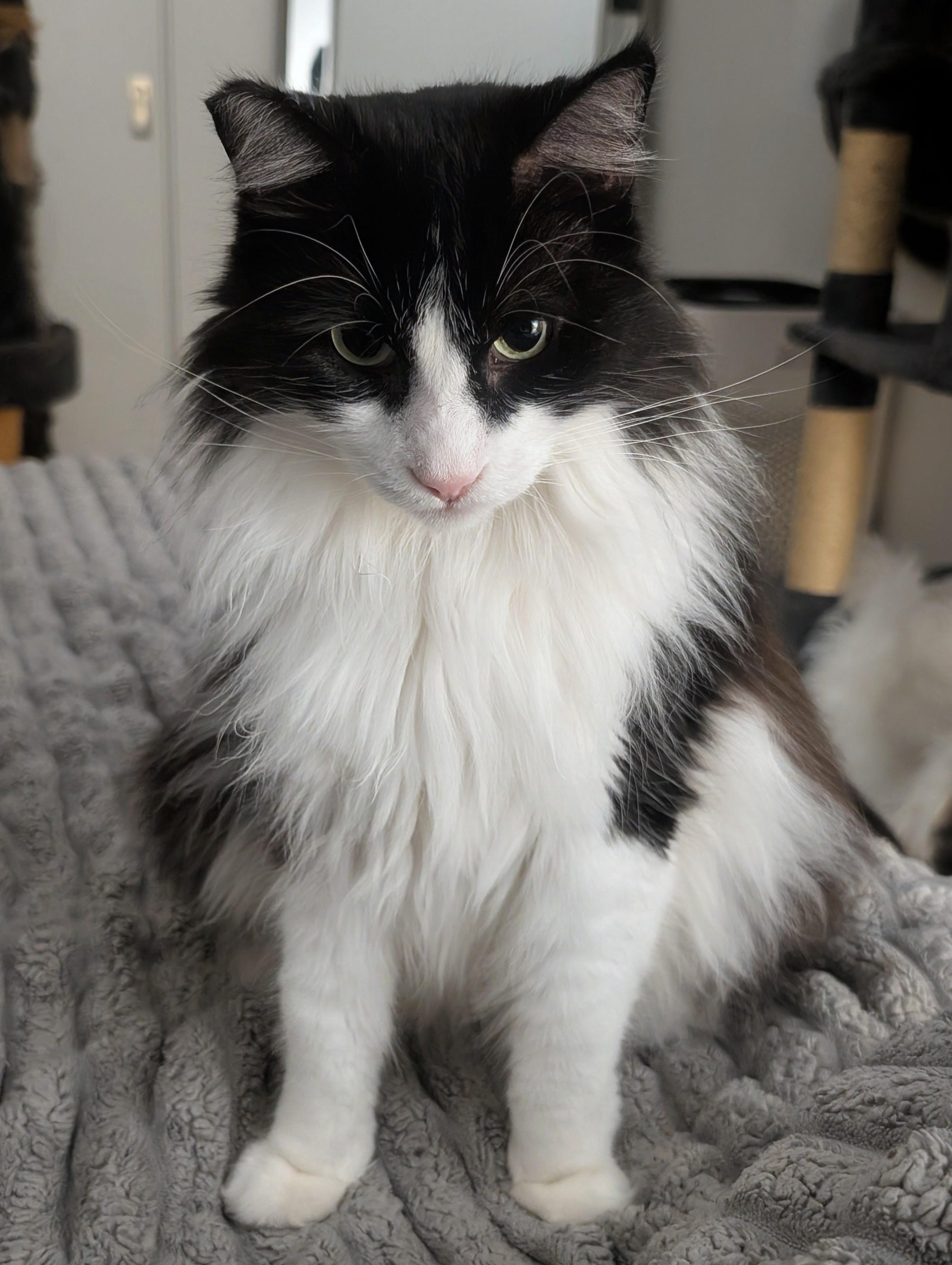 Enlarge Felix, a Adoptable mixed breed in Santa Monica, CA image 2/6