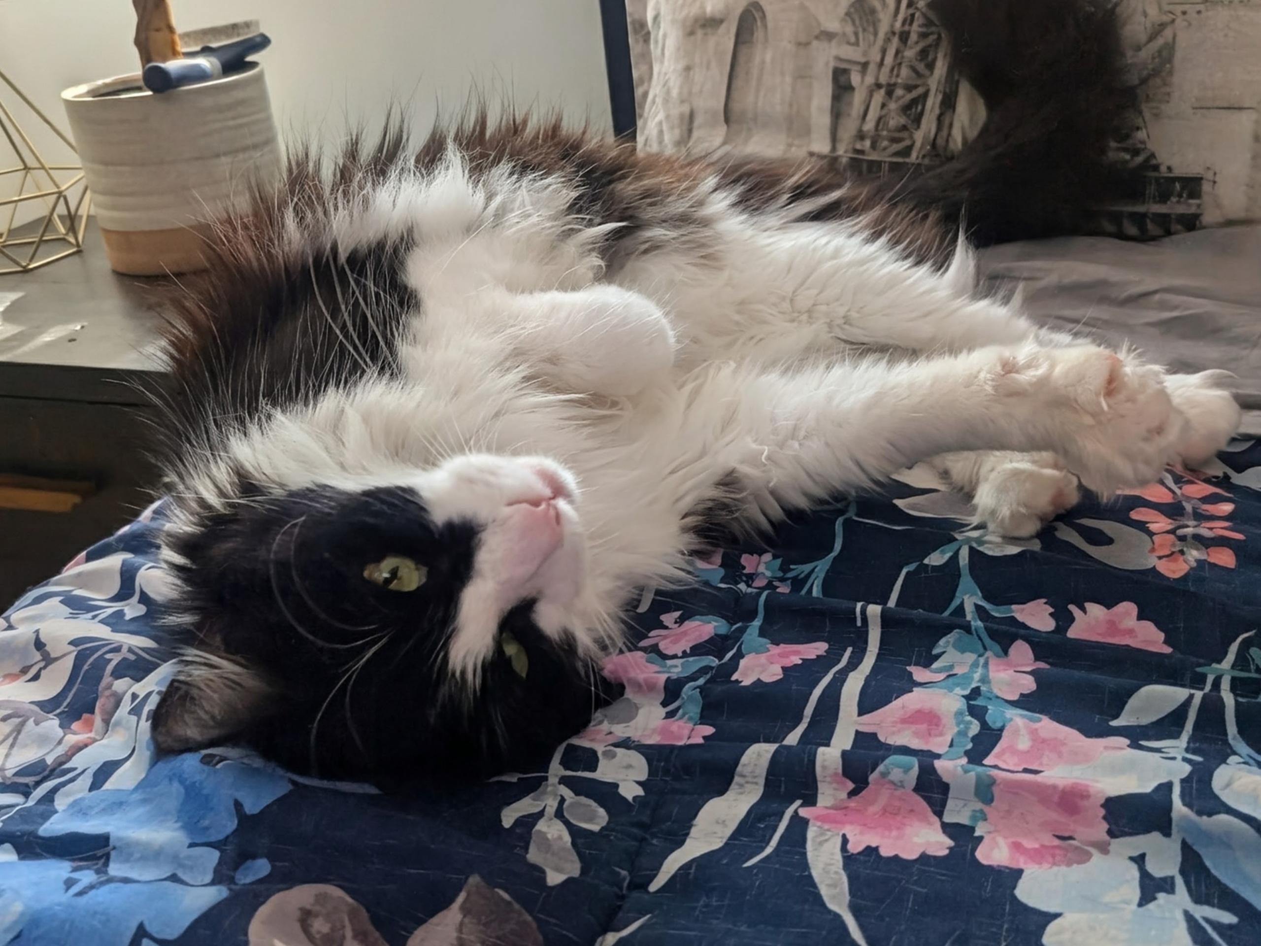 Felix, ADOPTABLE, Young Male Domestic Long Hair & Maine Coon.