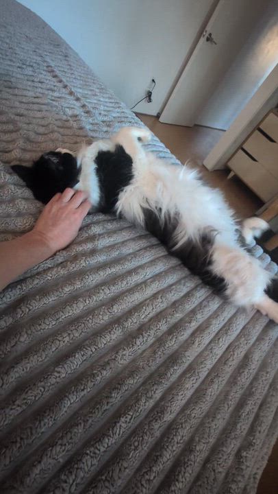 Enlarge Felix, a Adoptable mixed breed in Santa Monica, CA video 4/6