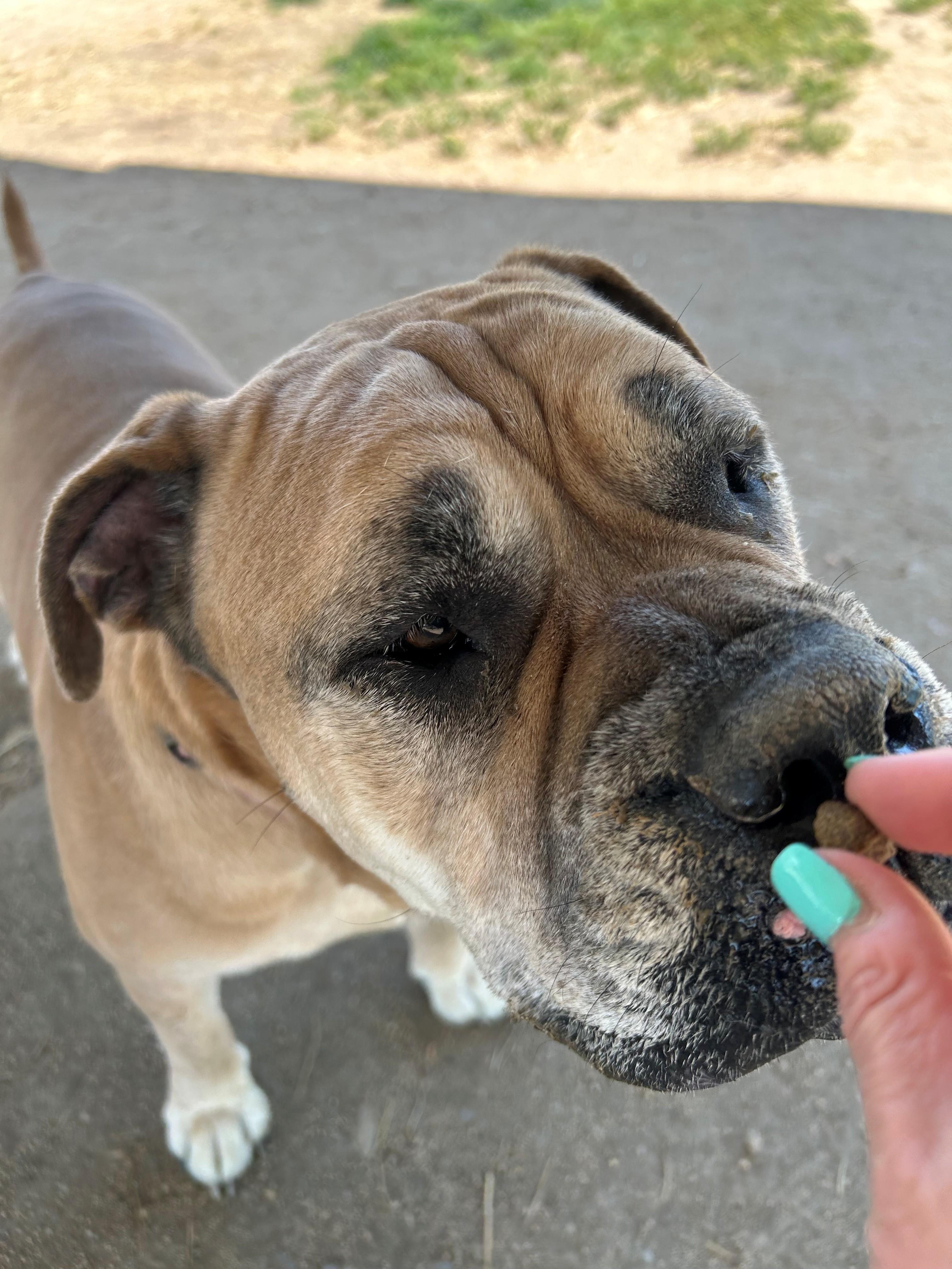 Odessa, a ADOPTABLE mixed breed in Phoenix, OR image 2/4