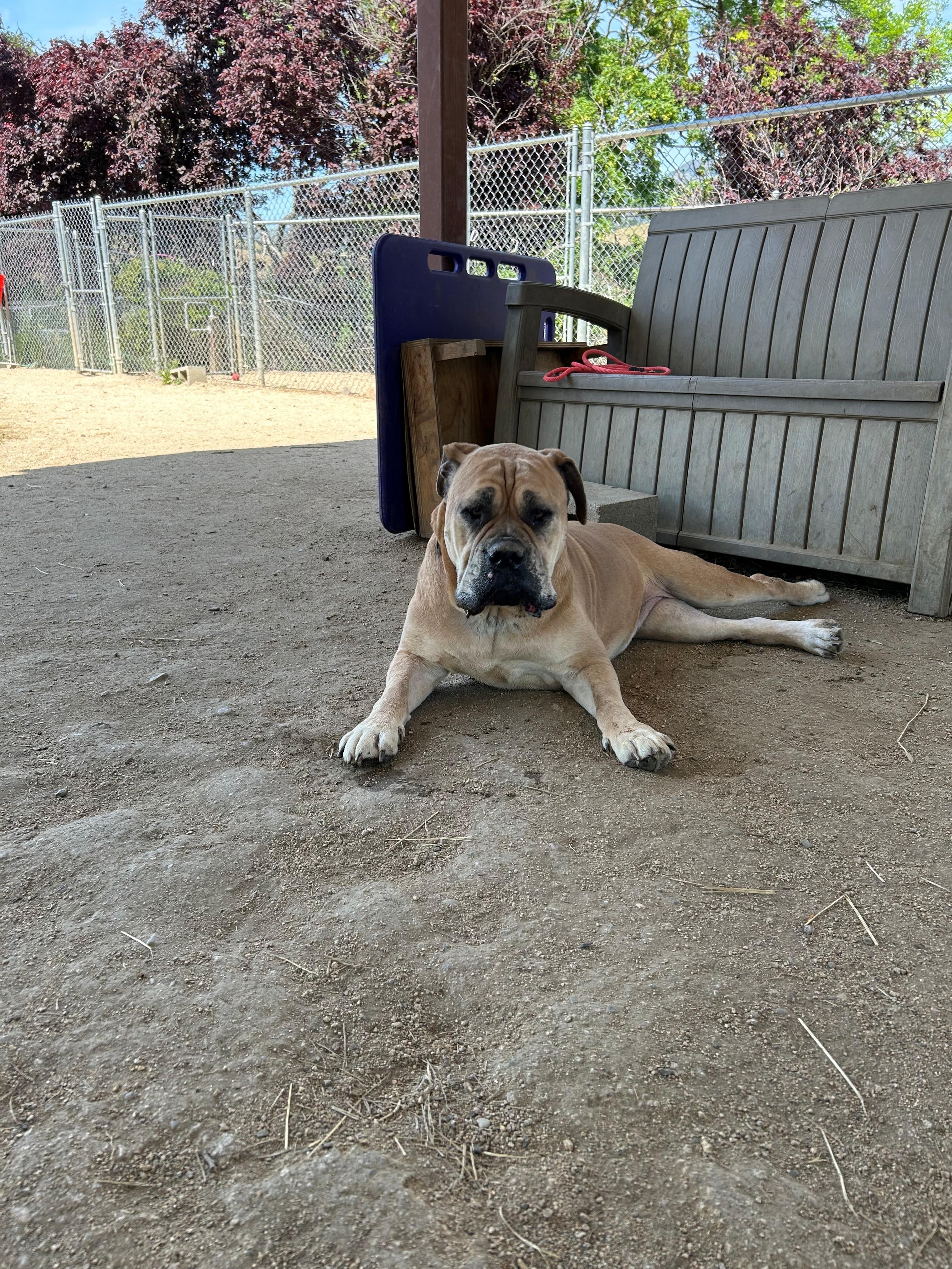 Odessa, ADOPTABLE, Adult Female Bullmastiff & Pit Bull Terrier.