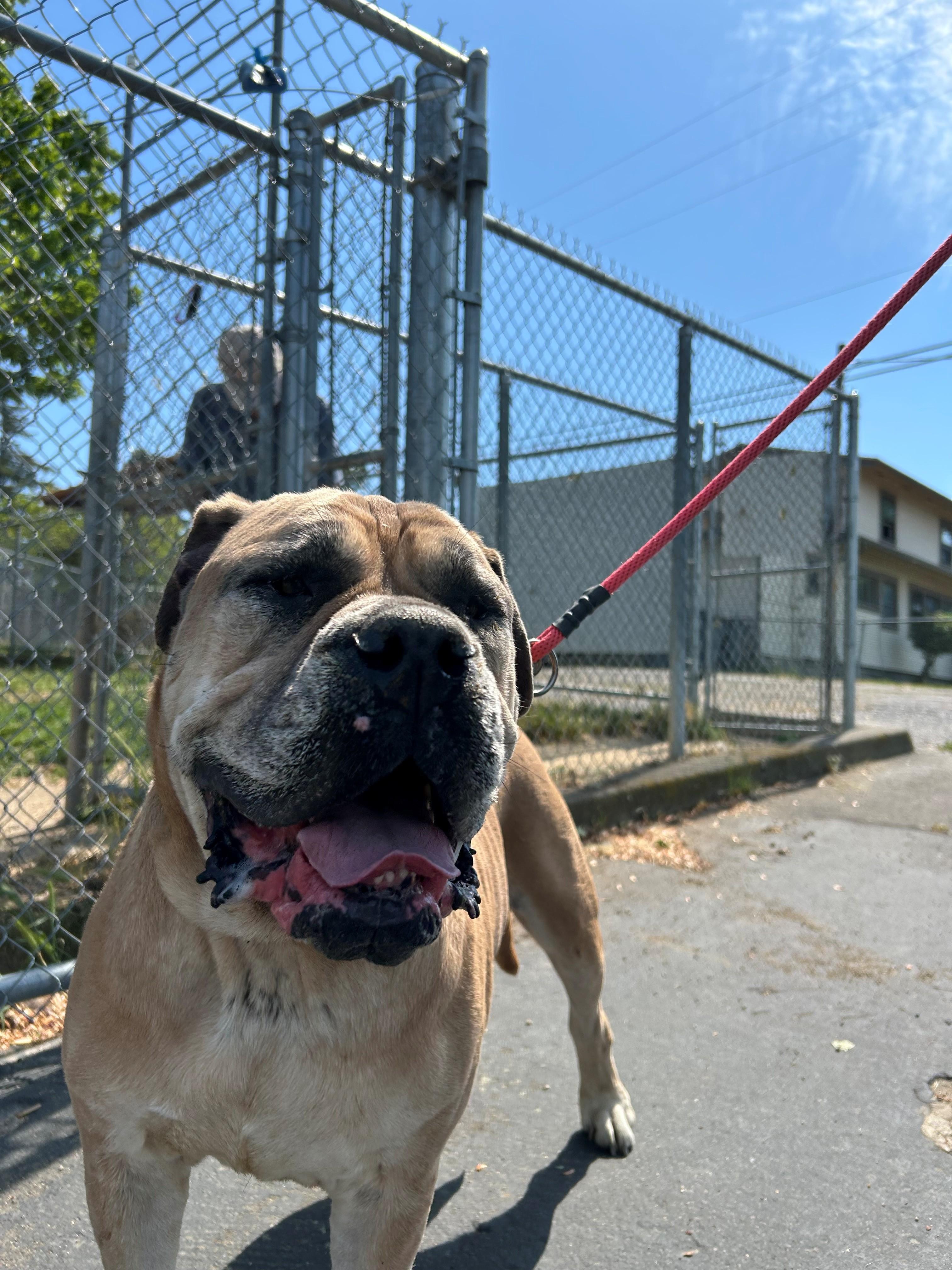 Odessa, a ADOPTABLE mixed breed in Phoenix, OR image 4/4