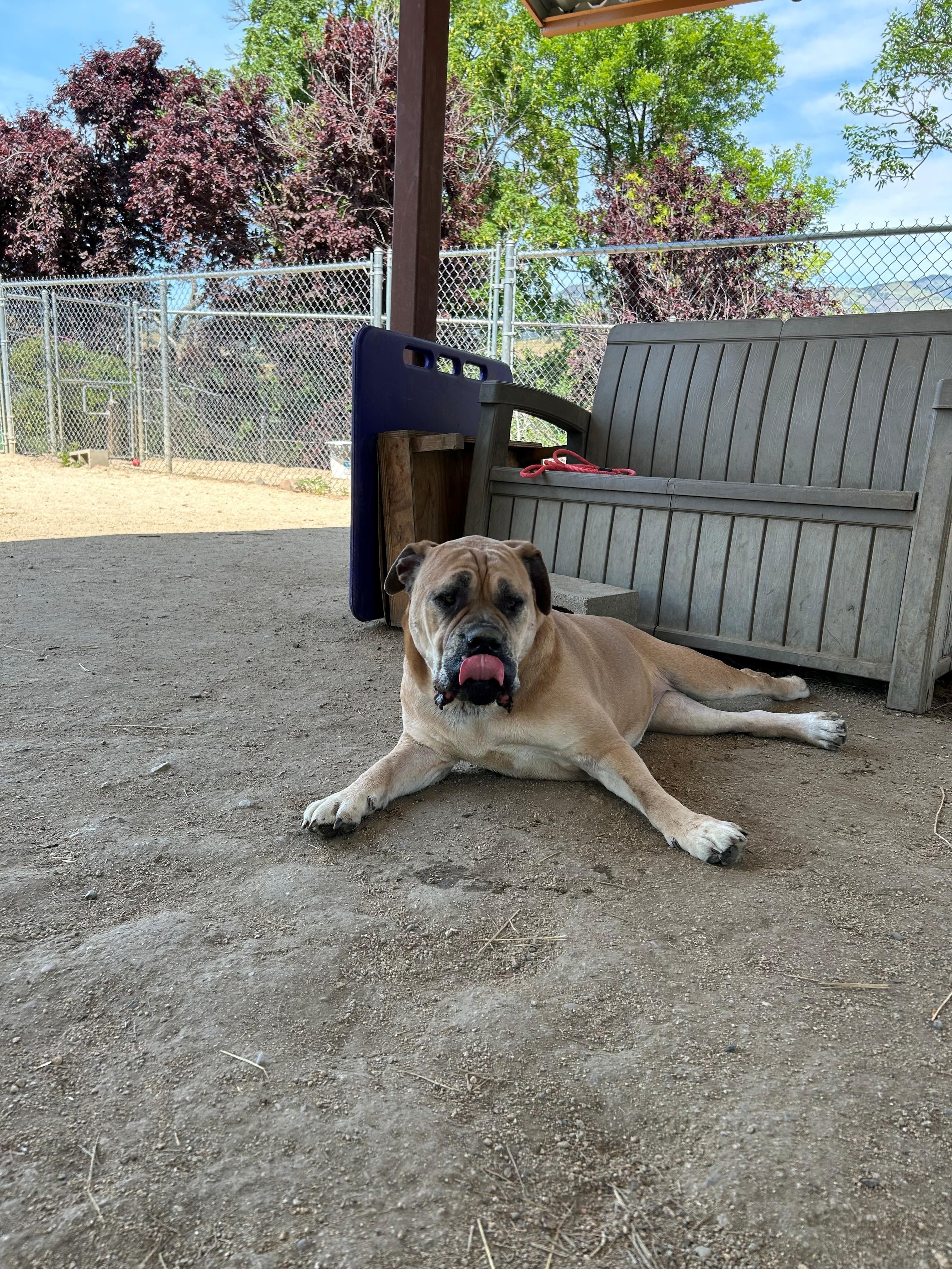Odessa, a ADOPTABLE mixed breed in Phoenix, OR image 3/4