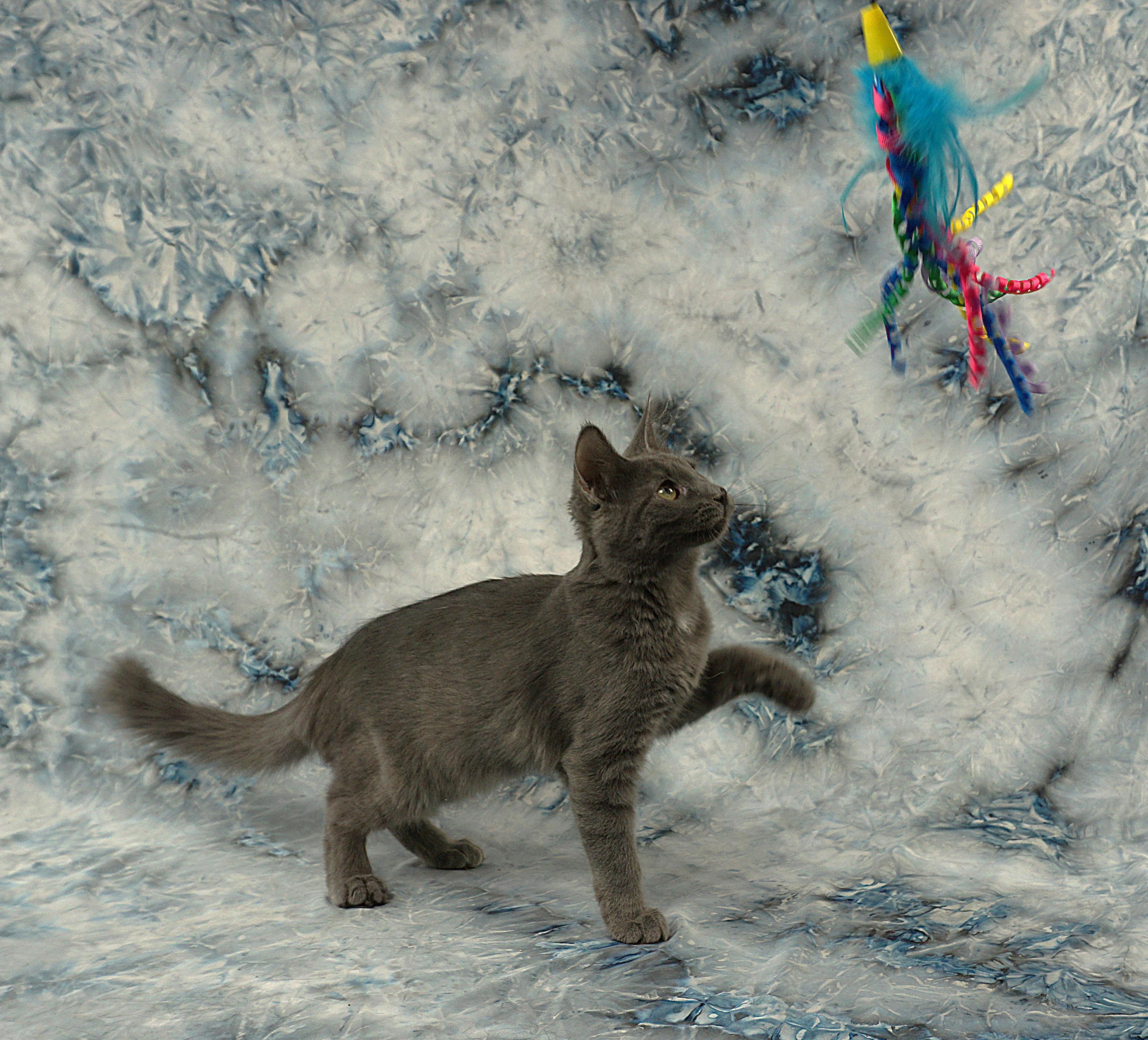 Enlarge BRITTNEY - FLUFFY TAIL SWEETHEART, a ADOPTABLE mixed breed in Plano, TX image 5/5