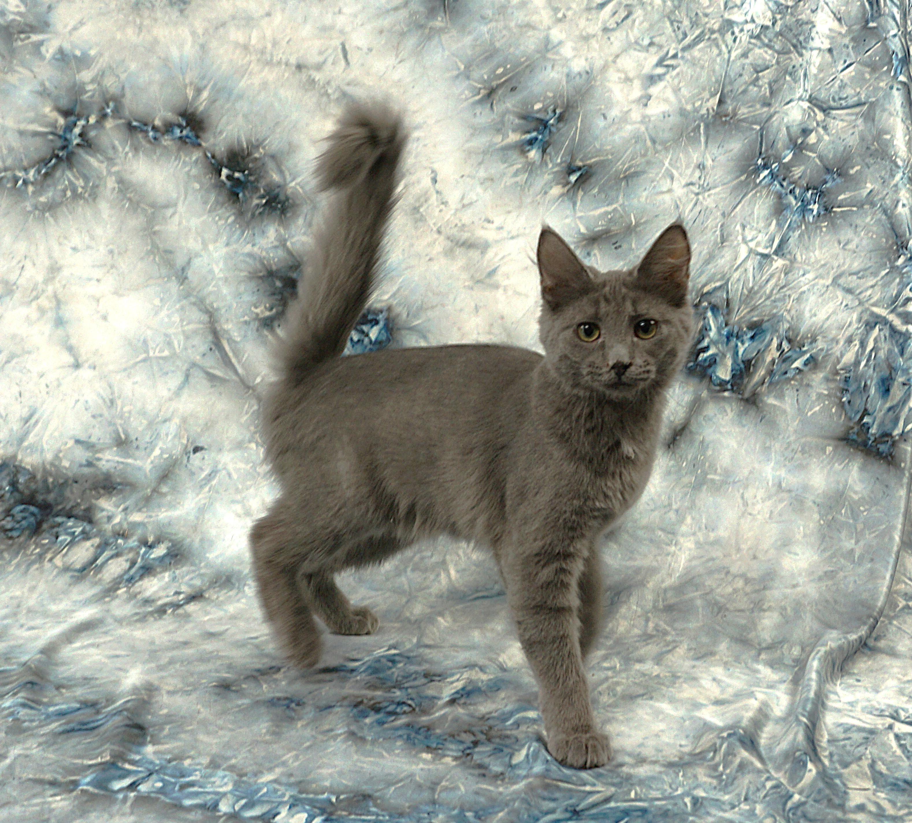 Enlarge BRITTNEY - FLUFFY TAIL SWEETHEART, a ADOPTABLE mixed breed in Plano, TX image 4/5