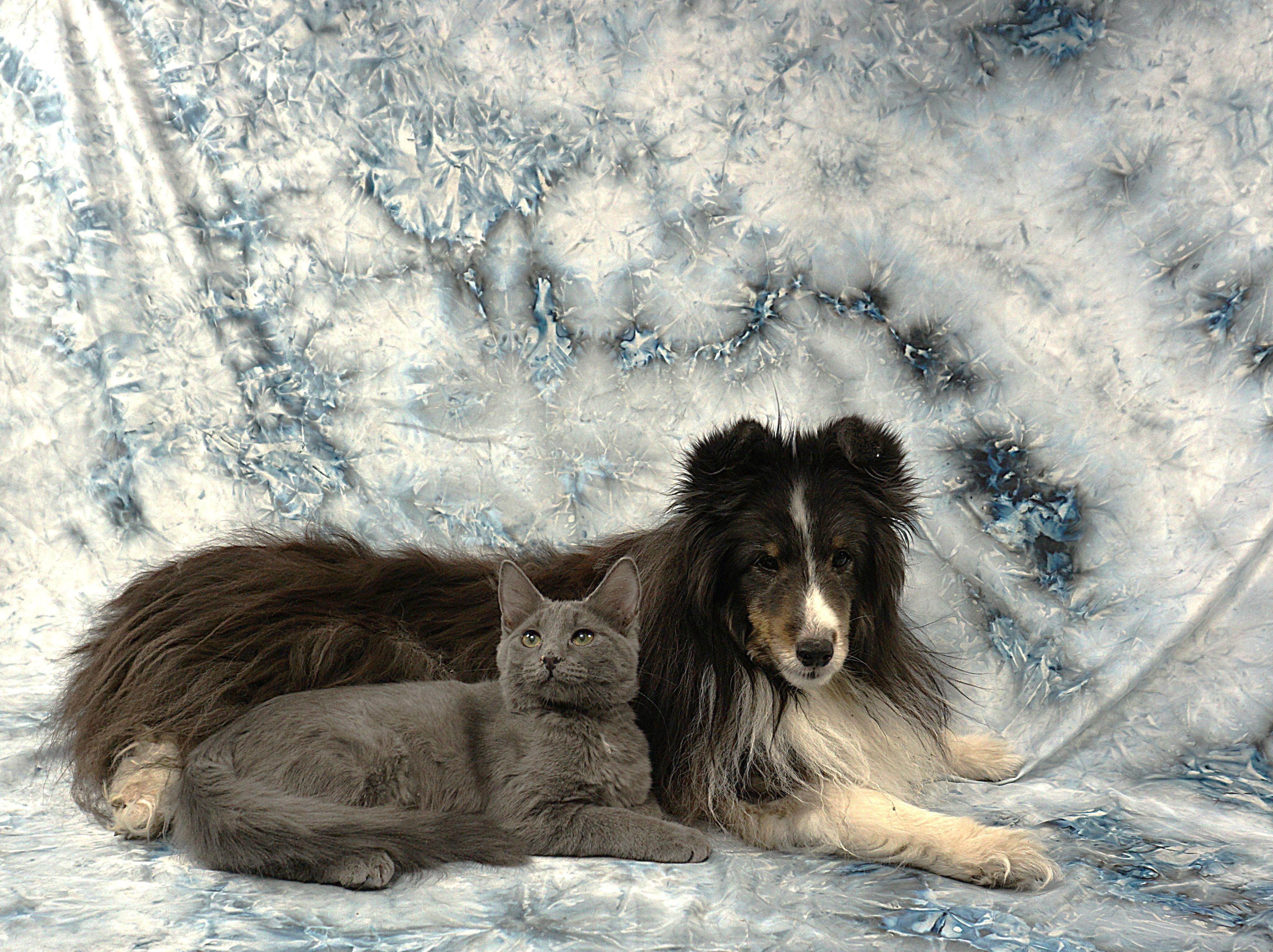 Enlarge BRITTNEY - FLUFFY TAIL SWEETHEART, a ADOPTABLE mixed breed in Plano, TX image 2/5