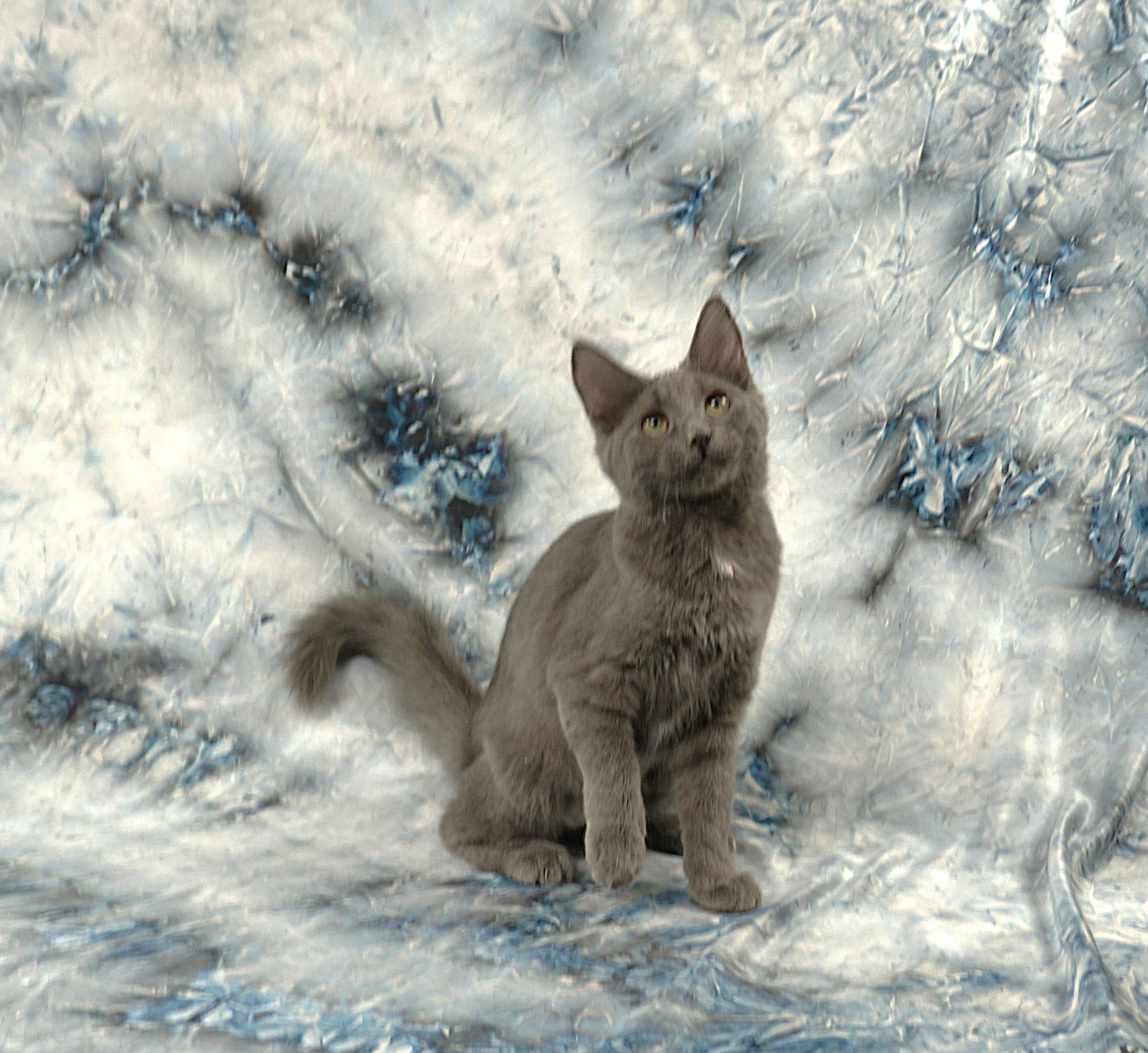 Enlarge BRITTNEY - FLUFFY TAIL SWEETHEART, a ADOPTABLE mixed breed in Plano, TX image 3/5