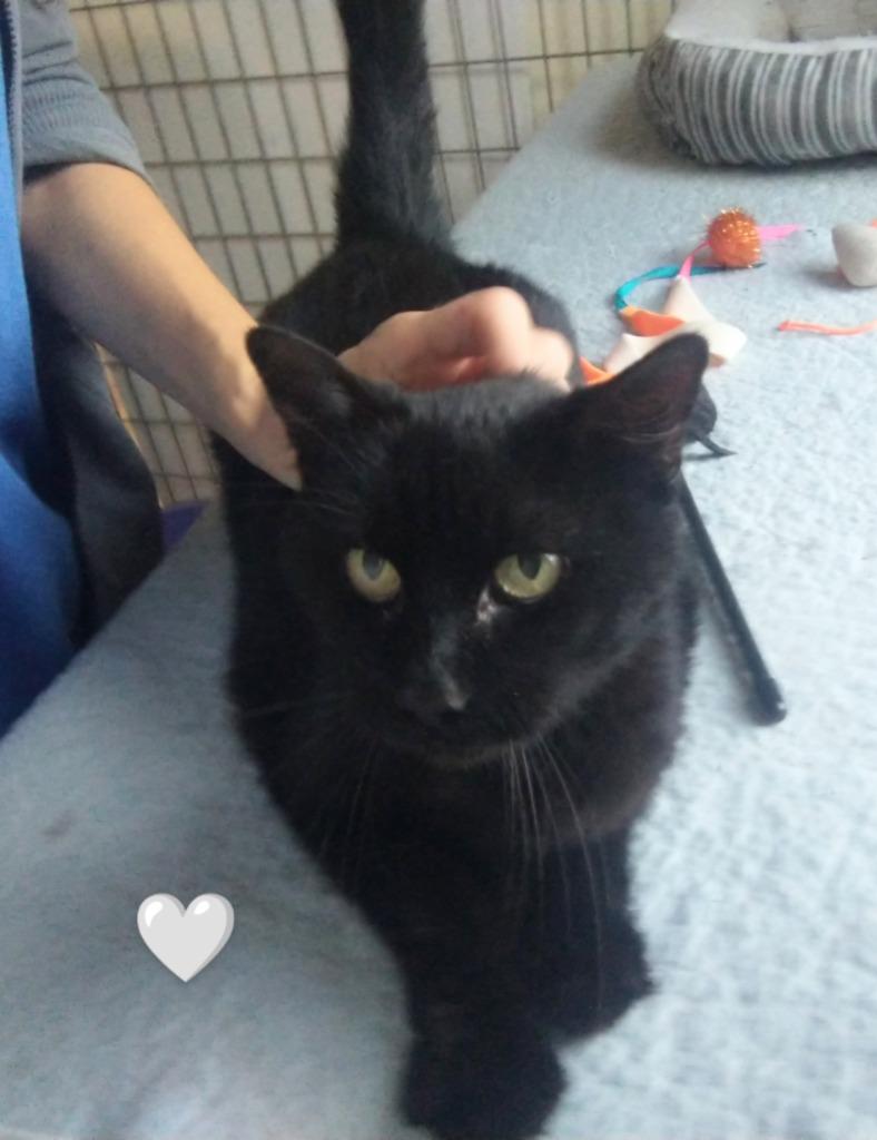 Enlarge Snickers *fee waived*, a Adoptable mixed breed in Saint James, MN image 1/3