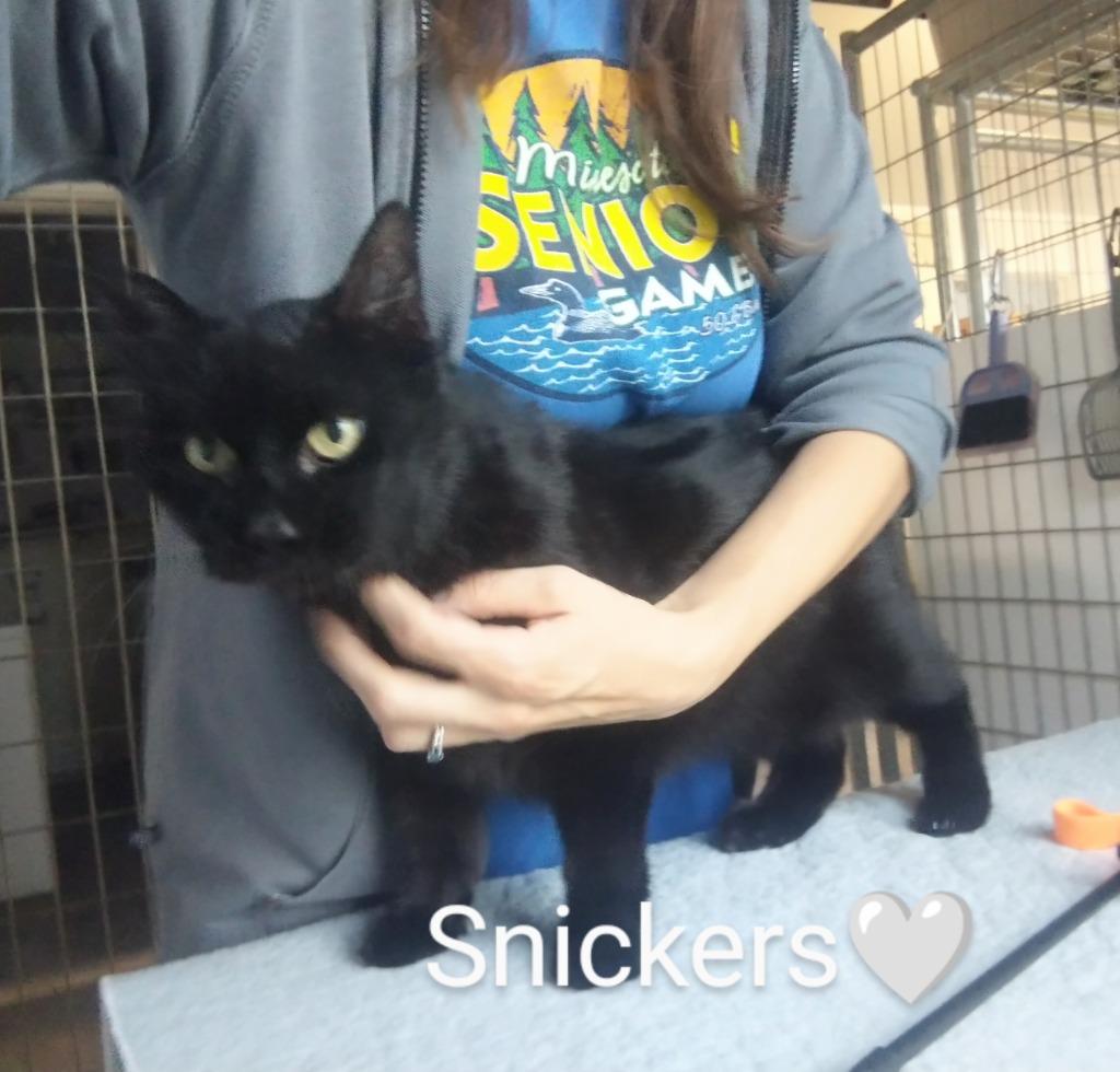 Enlarge Snickers *fee waived*, a Adoptable mixed breed in Saint James, MN image 2/3