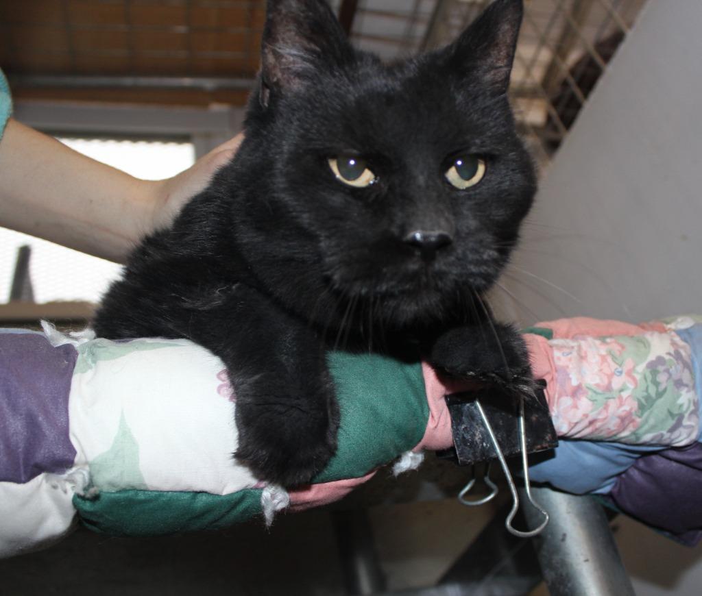 Enlarge Snickers *fee waived*, a Adoptable mixed breed in Saint James, MN image 4/5
