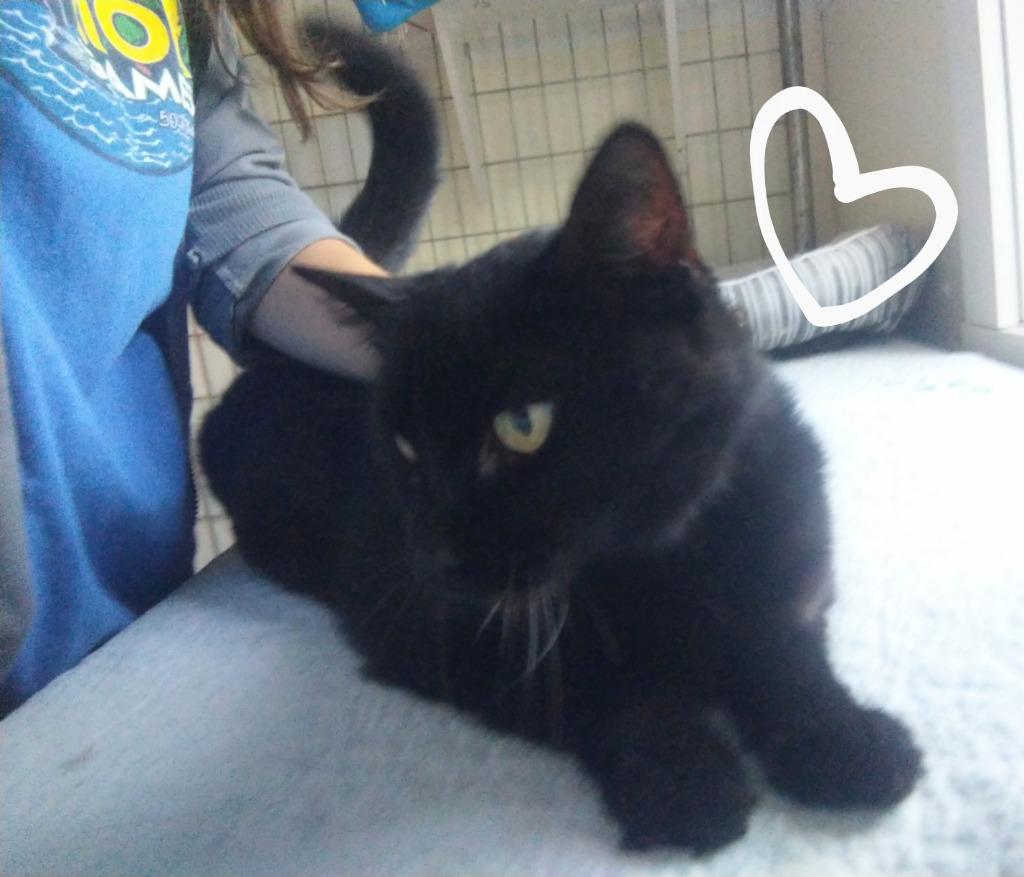 Enlarge Snickers *fee waived*, a Adoptable mixed breed in Saint James, MN image 2/3