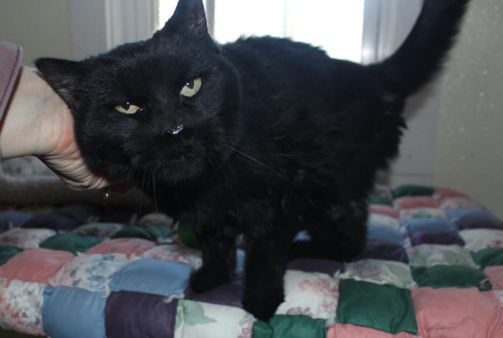Enlarge Snickers *fee waived*, a Adoptable mixed breed in Saint James, MN image 5/5