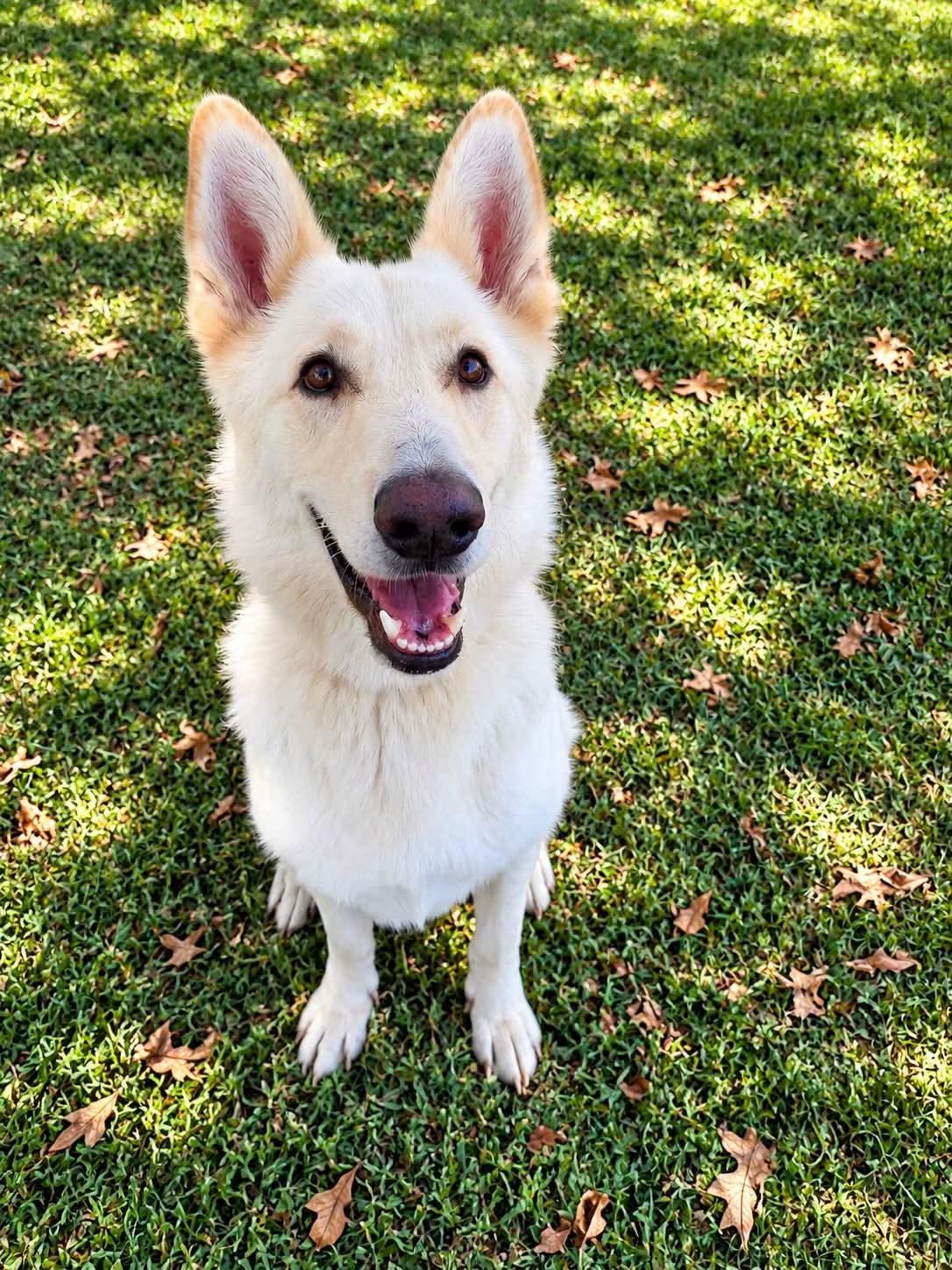 Enlarge Berg, a Adoptable German Shepherd Dog in Jefferson City, MO image 3/6