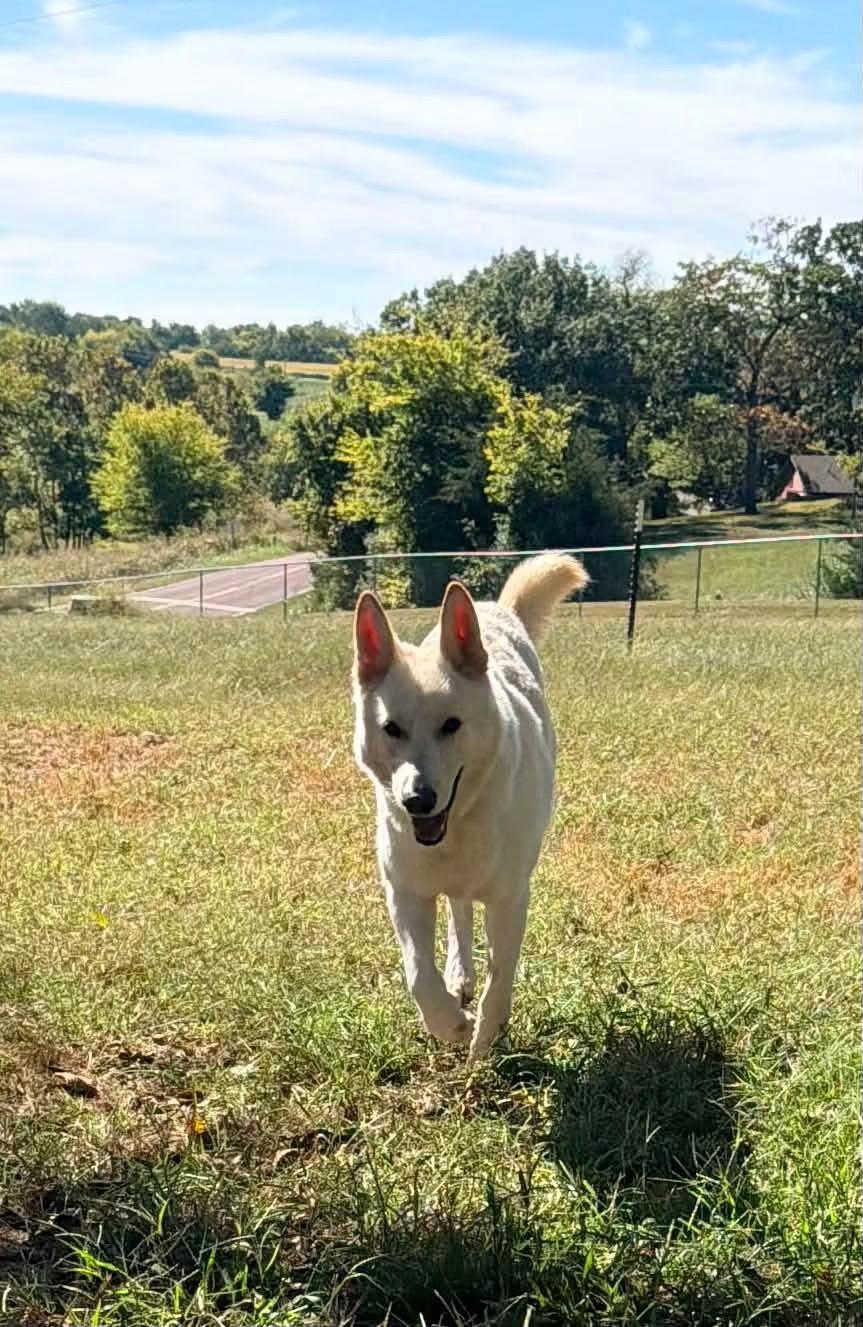 Enlarge Berg, a Adoptable German Shepherd Dog in Jefferson City, MO image 6/6
