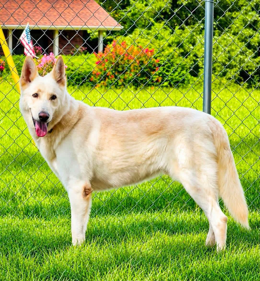 Enlarge Berg, a Adoptable German Shepherd Dog in Jefferson City, MO image 2/6