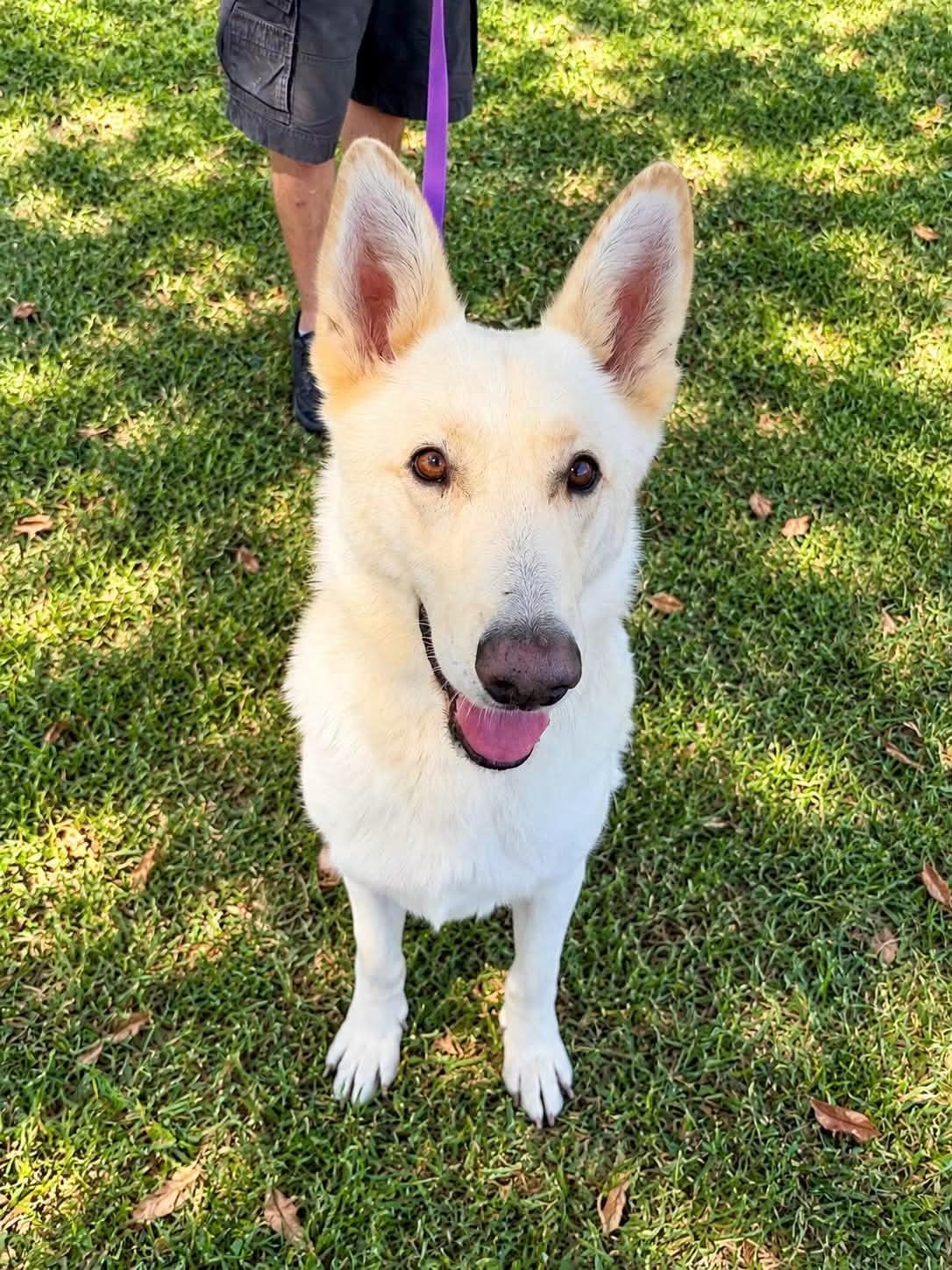 Enlarge Berg, a Adoptable German Shepherd Dog in Jefferson City, MO image 5/6