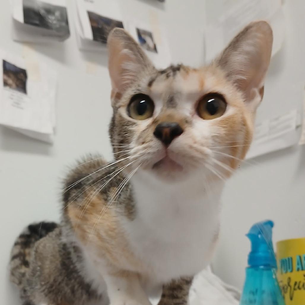 Storm, Adoptable, Young Female Domestic Short Hair.