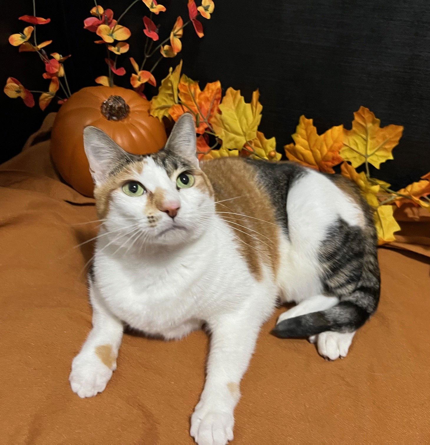 Enlarge Callie, a Adoptable mixed breed in Fayetteville, GA image 3/3