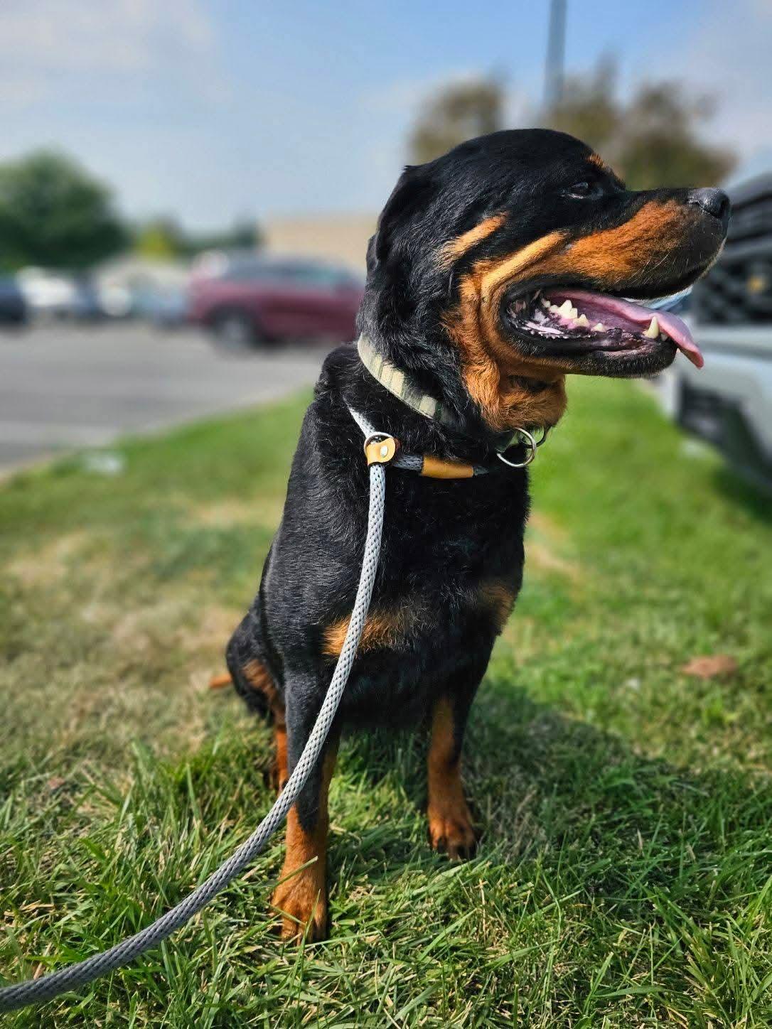 Enlarge Nina, an adopted Rottweiler in Columbia, MO image 2/2