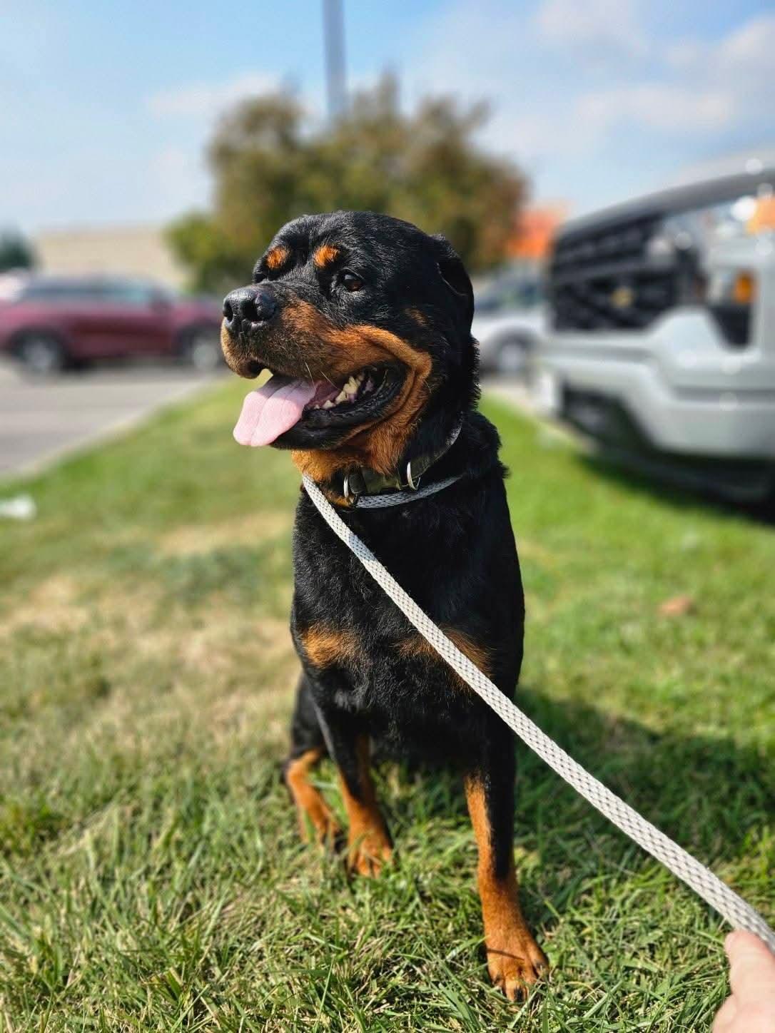 Enlarge Nina, an adopted Rottweiler in Columbia, MO image 1/2