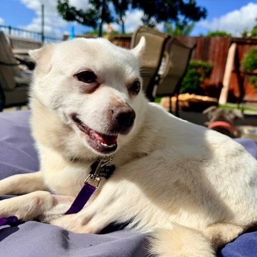 Enlarge DOLLY, a Adoptable Chihuahua in Sacramento, CA image 1/1
