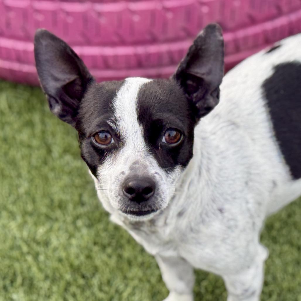 Enlarge Pepper: sweet pup that loves people, a Adoptable mixed breed in Austin, TX image 2/5