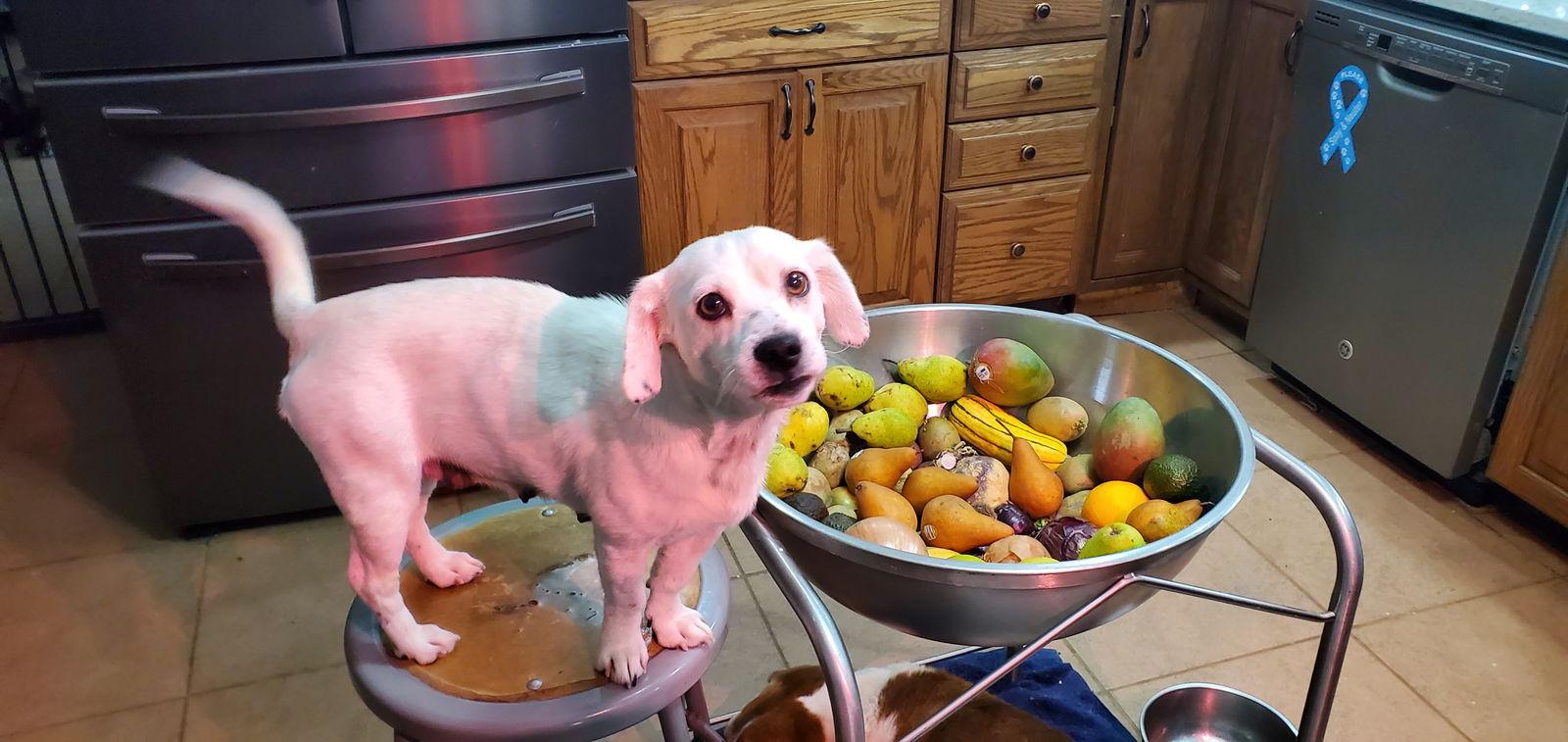 Ivy Grandma Great, a Adoptable Jack Russell Terrier in Cuba, NY image 1/3