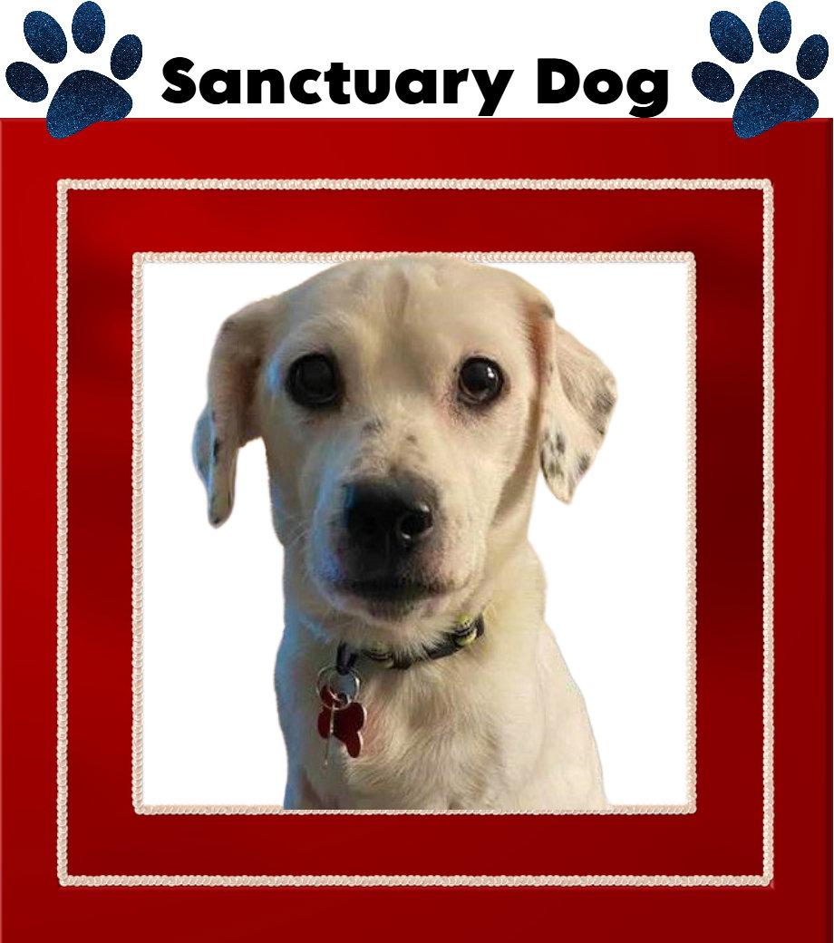 Enlarge Ivy Grandma Great, a Adoptable Jack Russell Terrier in Cuba, NY image 2/3