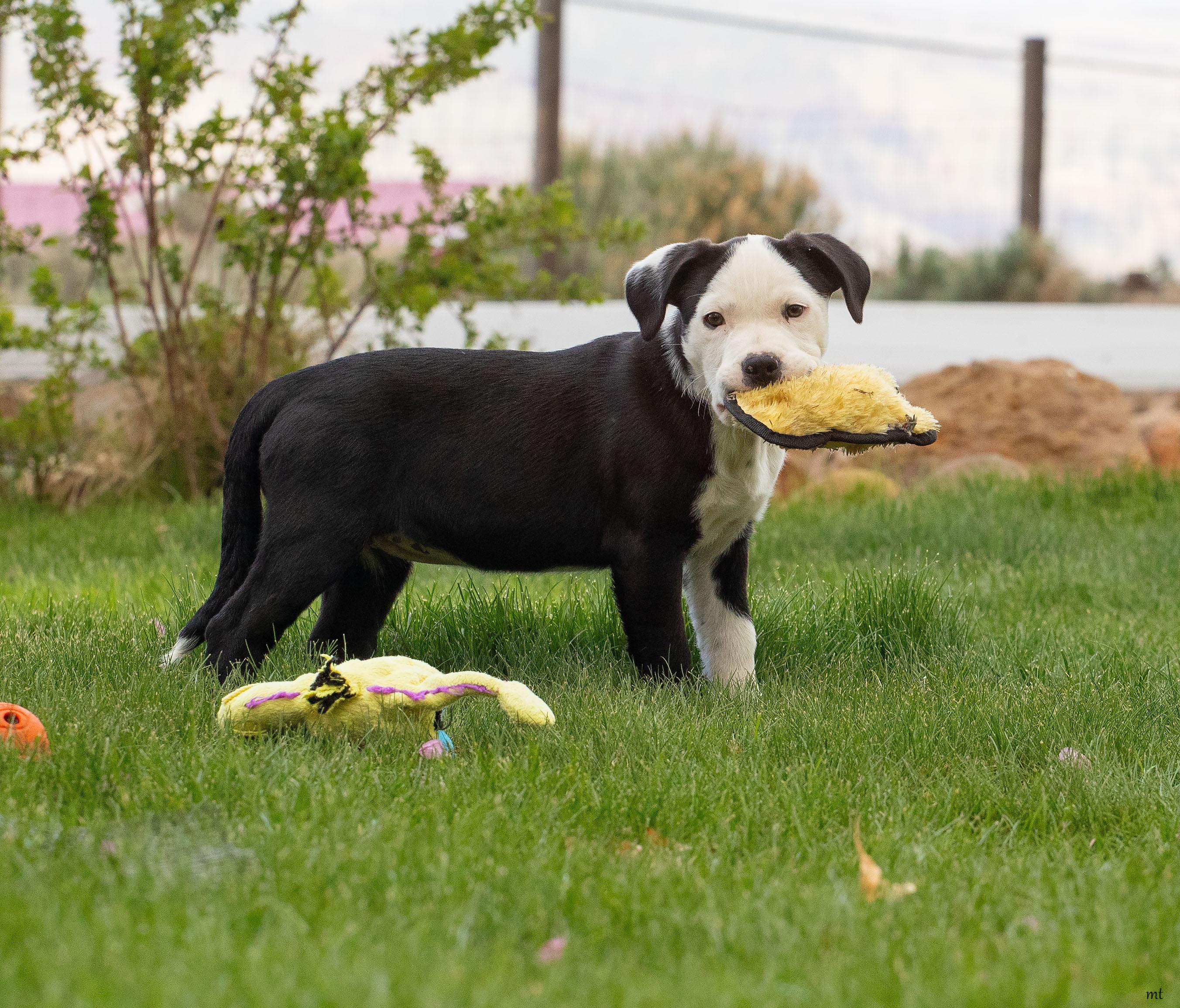 Enlarge Carly, a ADOPTABLE mixed breed in Washoe Valley, NV image 2/4