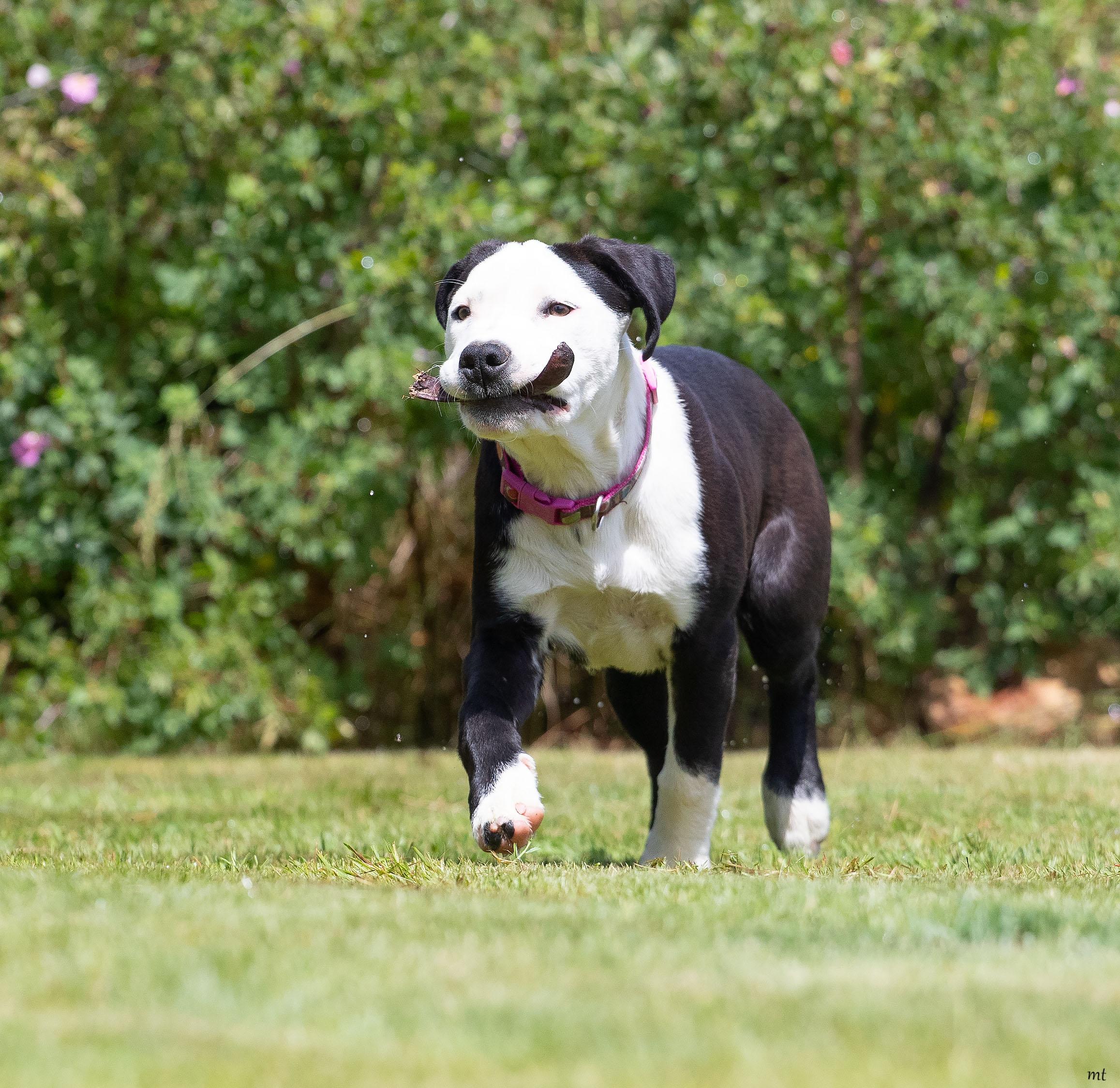 Carly, a ADOPTABLE mixed breed in Washoe Valley, NV image 2/6