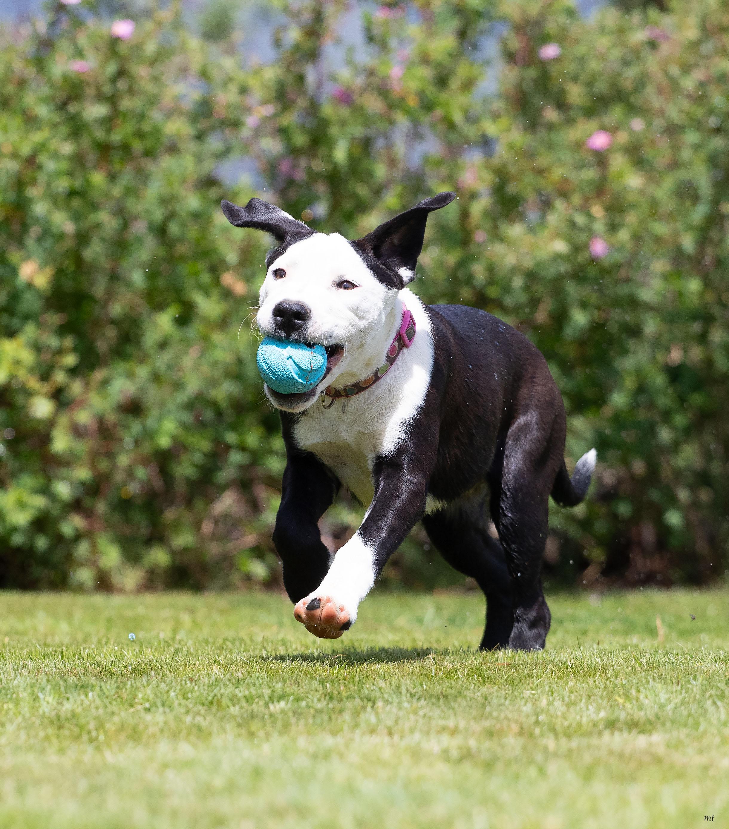 Carly, a ADOPTABLE mixed breed in Washoe Valley, NV image 1/6