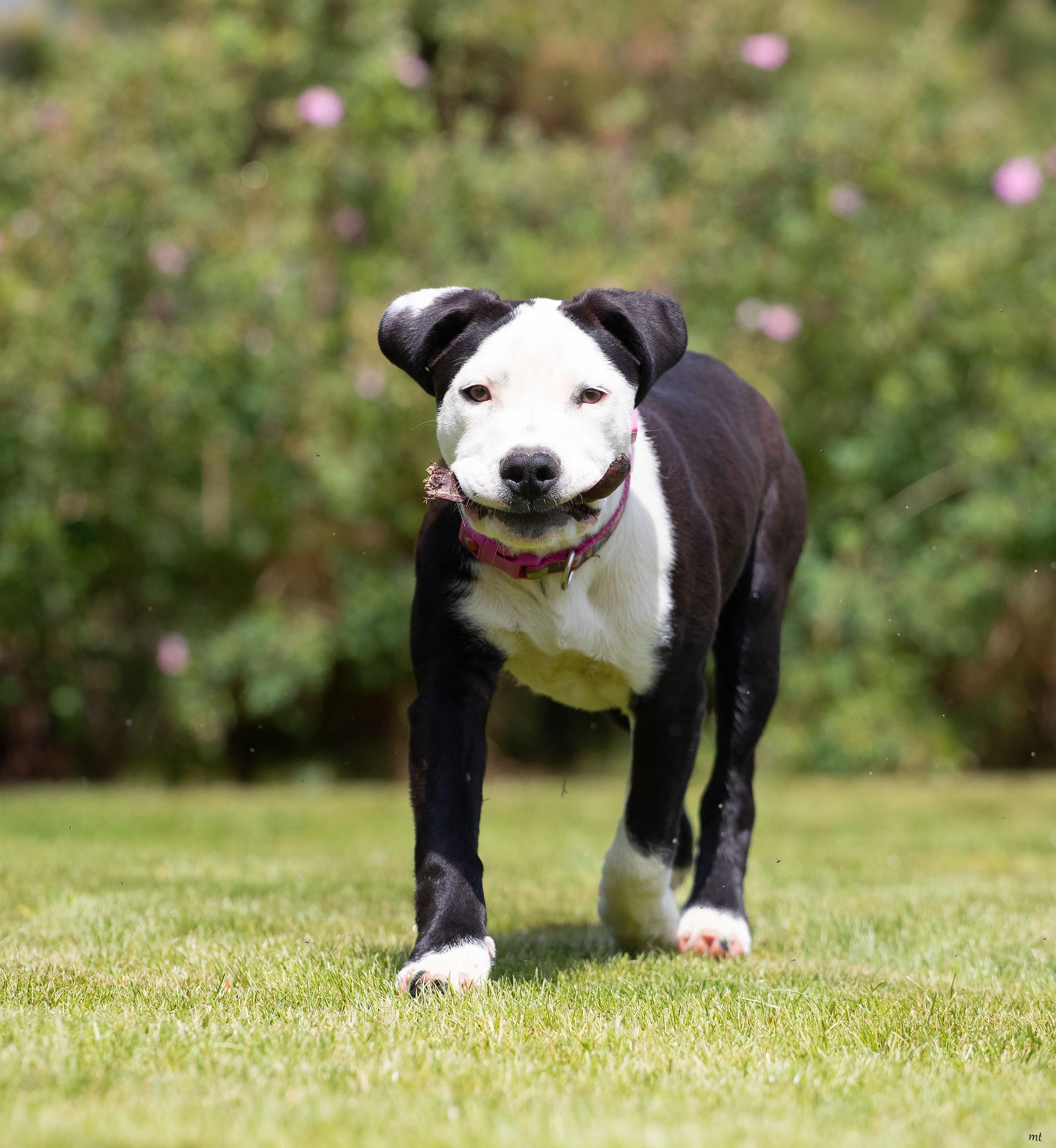 Carly, a ADOPTABLE mixed breed in Washoe Valley, NV image 3/6
