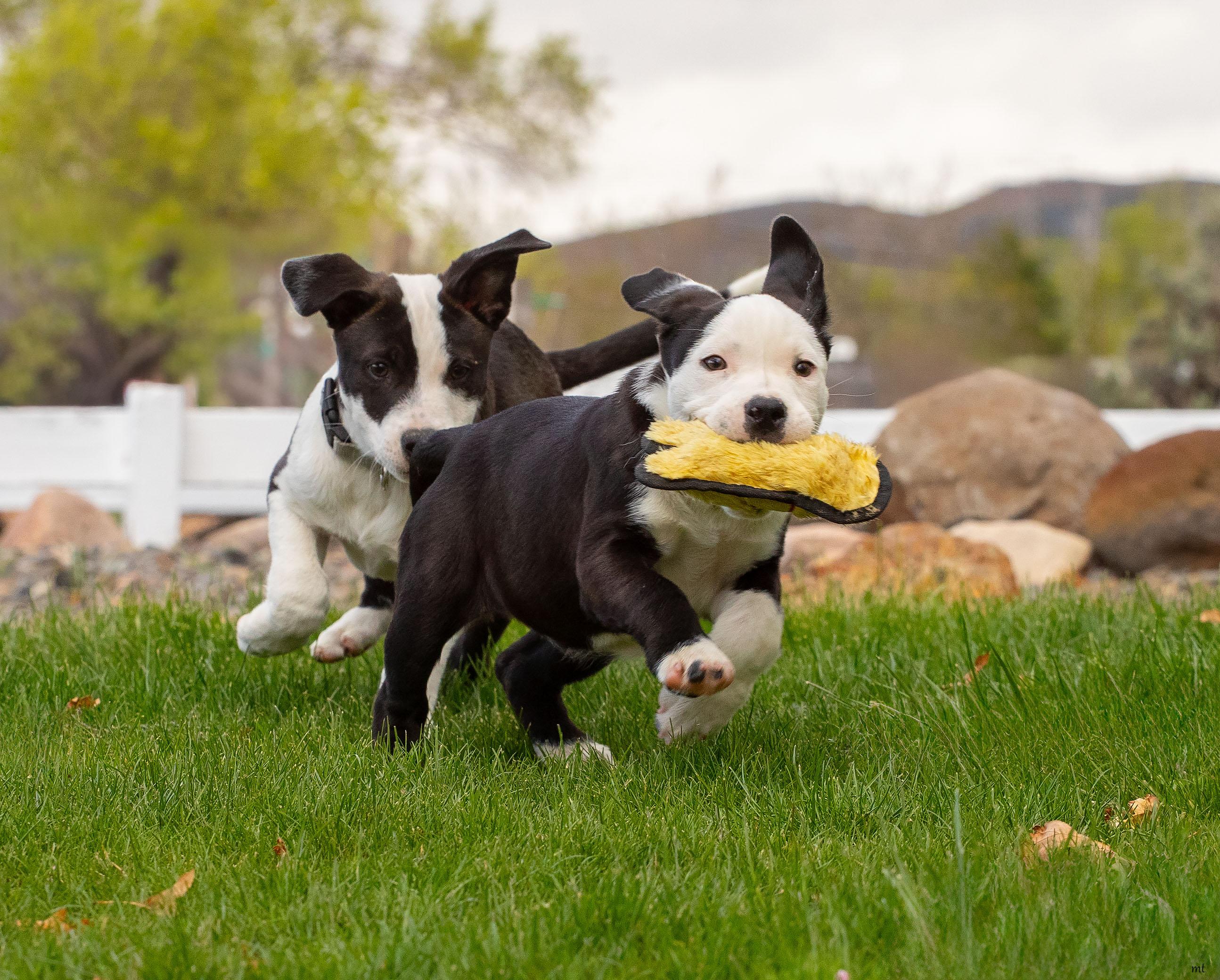 Enlarge Carly, a ADOPTABLE mixed breed in Washoe Valley, NV image 4/4