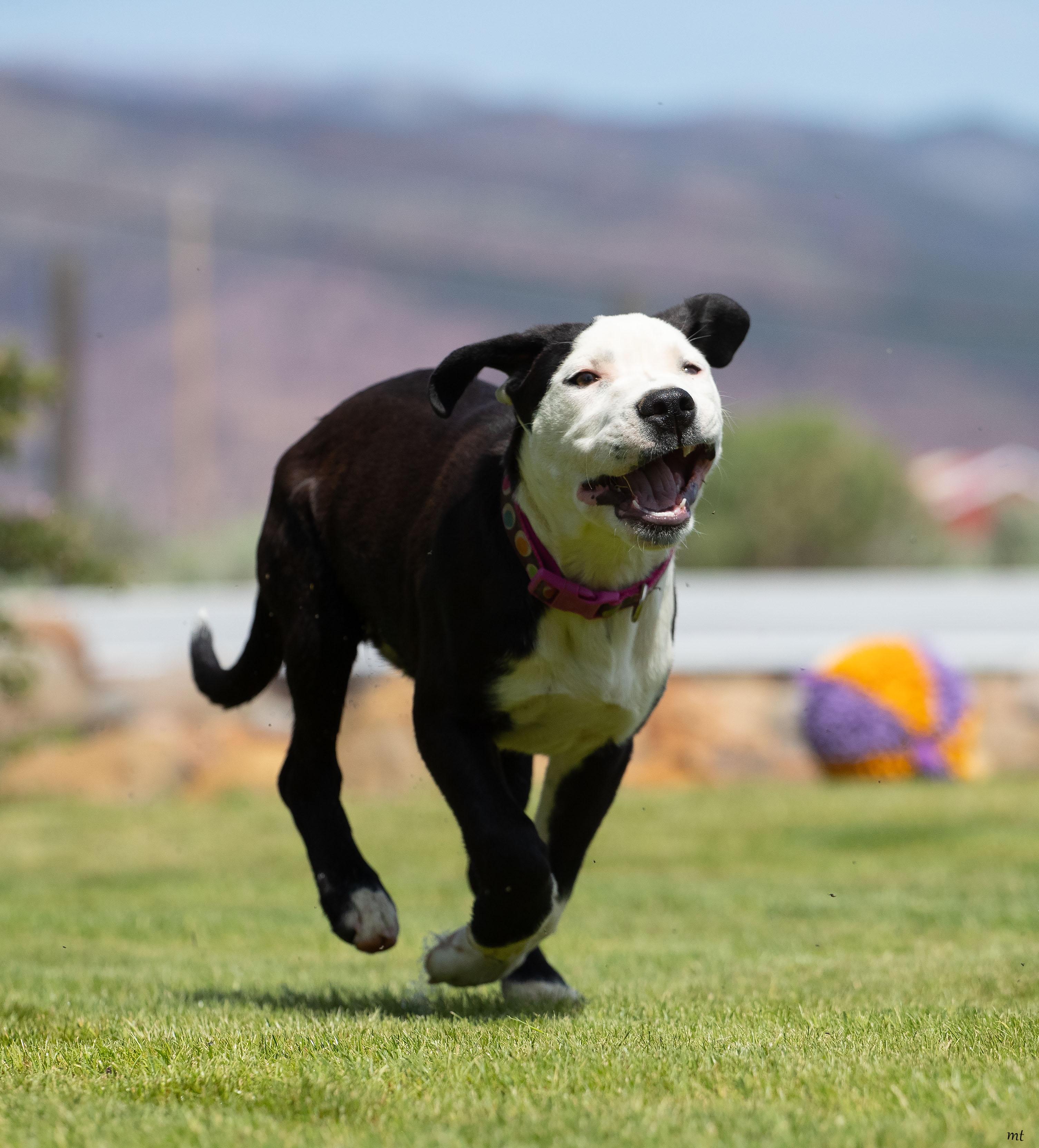 Carly, a ADOPTABLE mixed breed in Washoe Valley, NV image 5/6