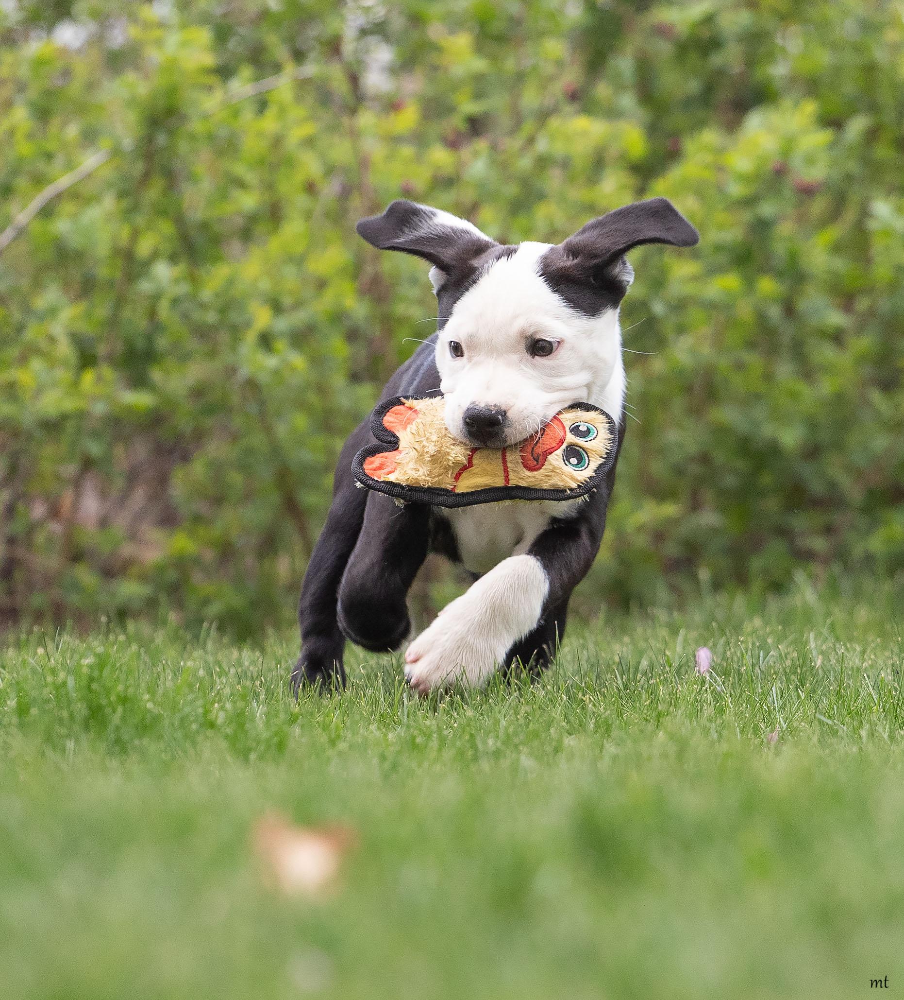 Enlarge Carly, a ADOPTABLE mixed breed in Washoe Valley, NV image 3/4
