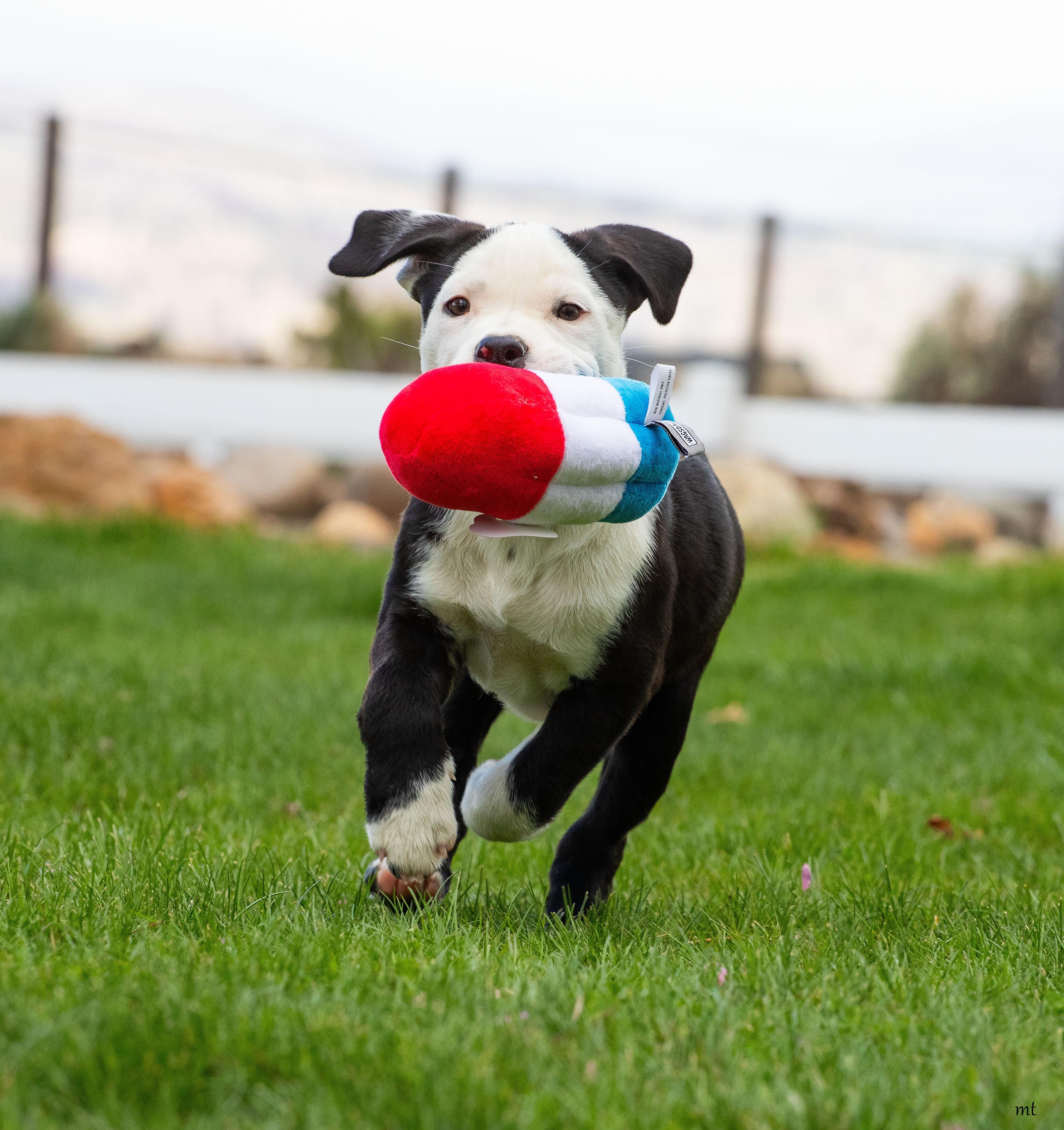 Carly, ADOPTABLE, Puppy Female Pit Bull Terrier & Border Collie.