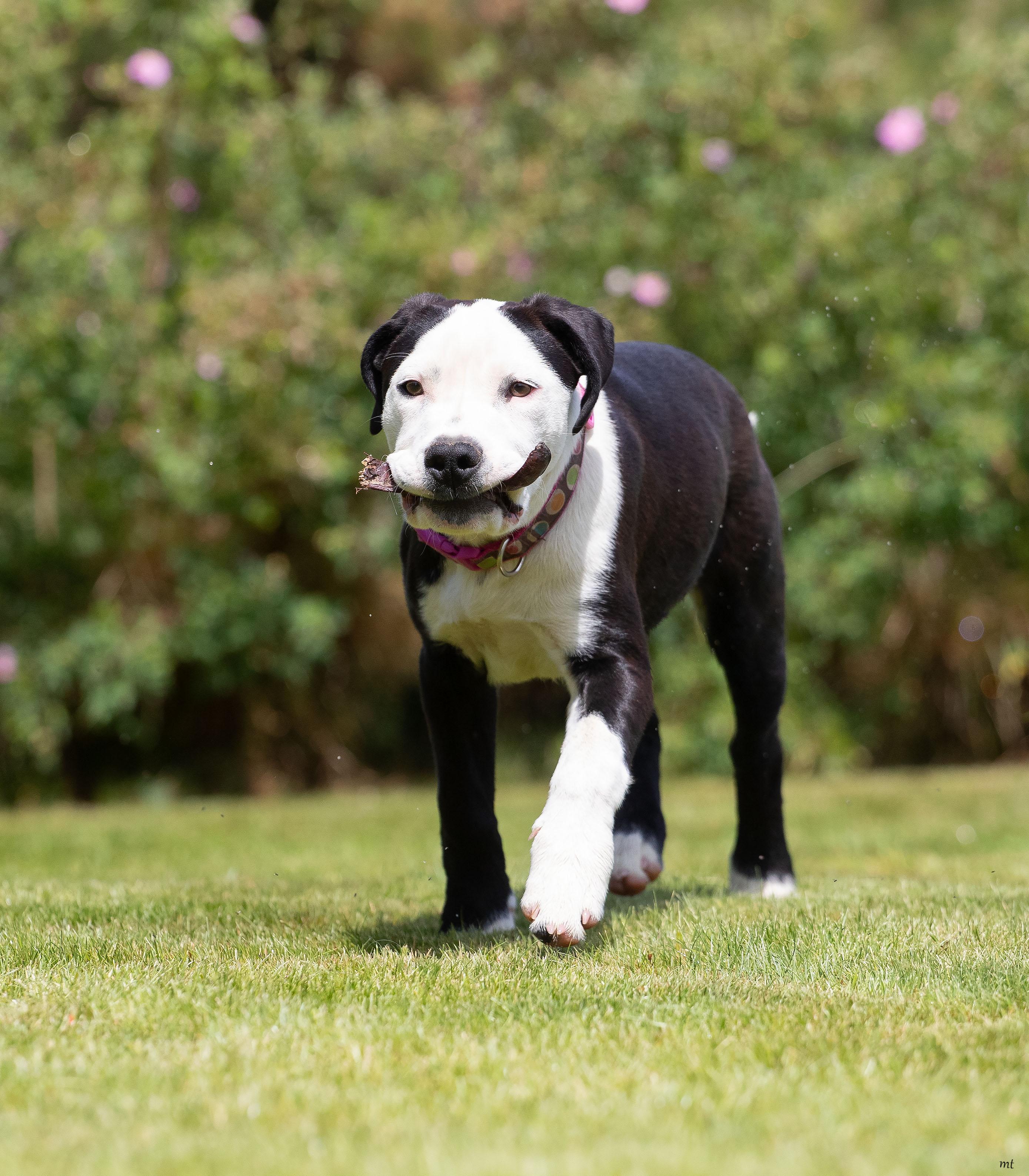 Carly, a ADOPTABLE mixed breed in Washoe Valley, NV image 4/6