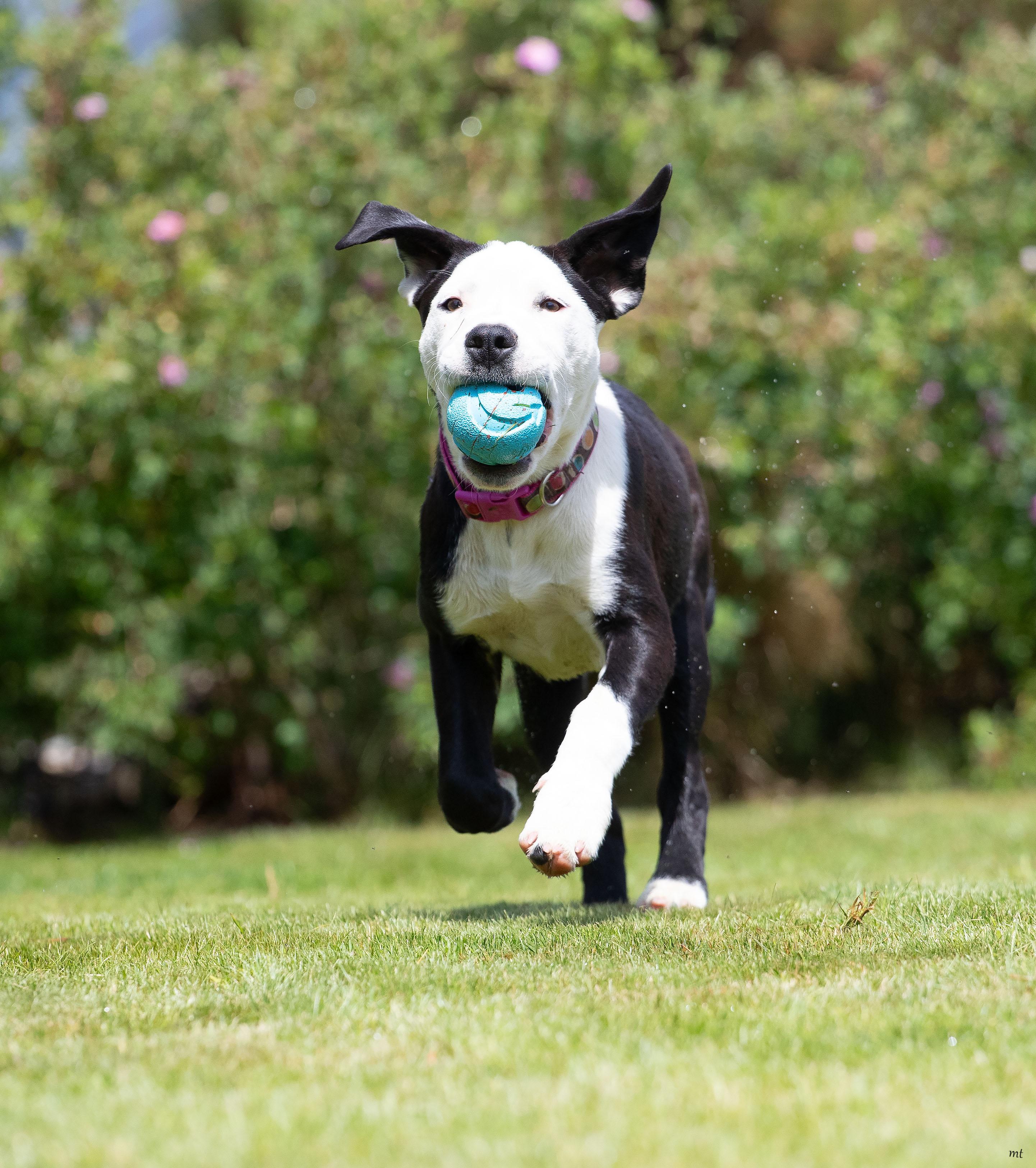 Carly, a ADOPTABLE mixed breed in Washoe Valley, NV image 6/6