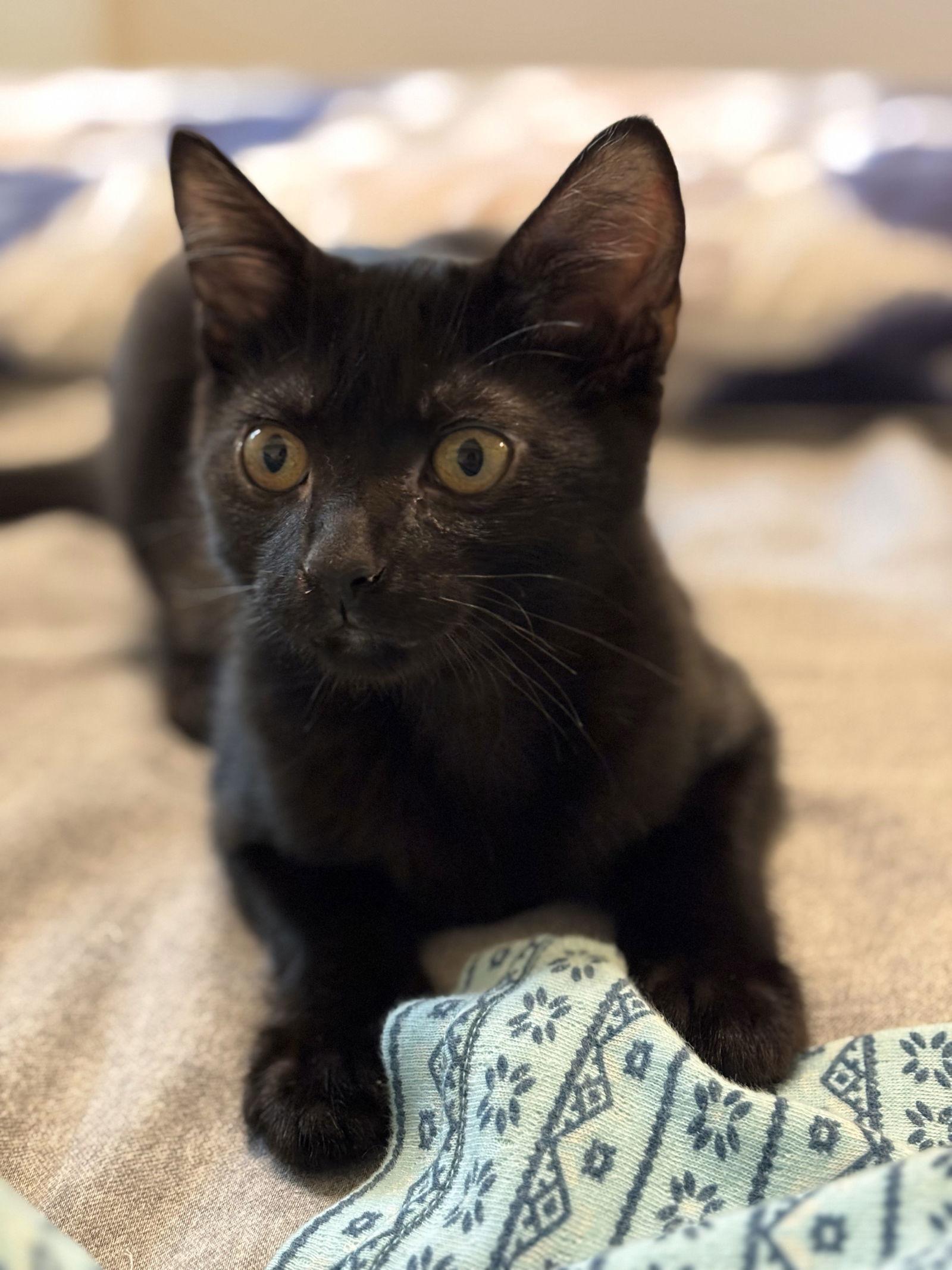 O'Malley, Adoptable, Young Male Domestic Short Hair.