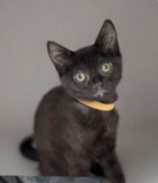 O'Malley, a Adoptable Domestic Short Hair in The Woodlands, TX image 2/3