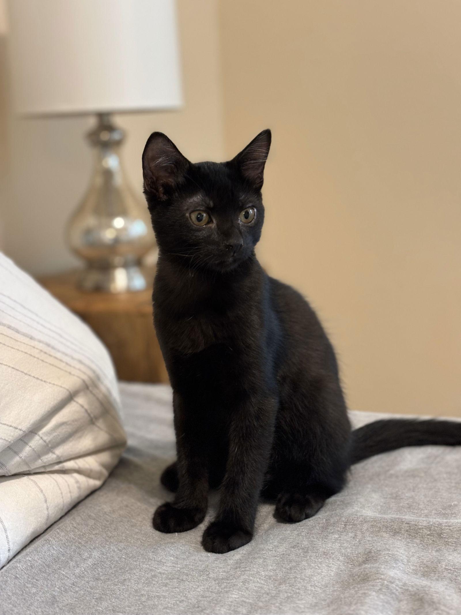O'Malley, a Adoptable Domestic Short Hair in The Woodlands, TX image 3/3