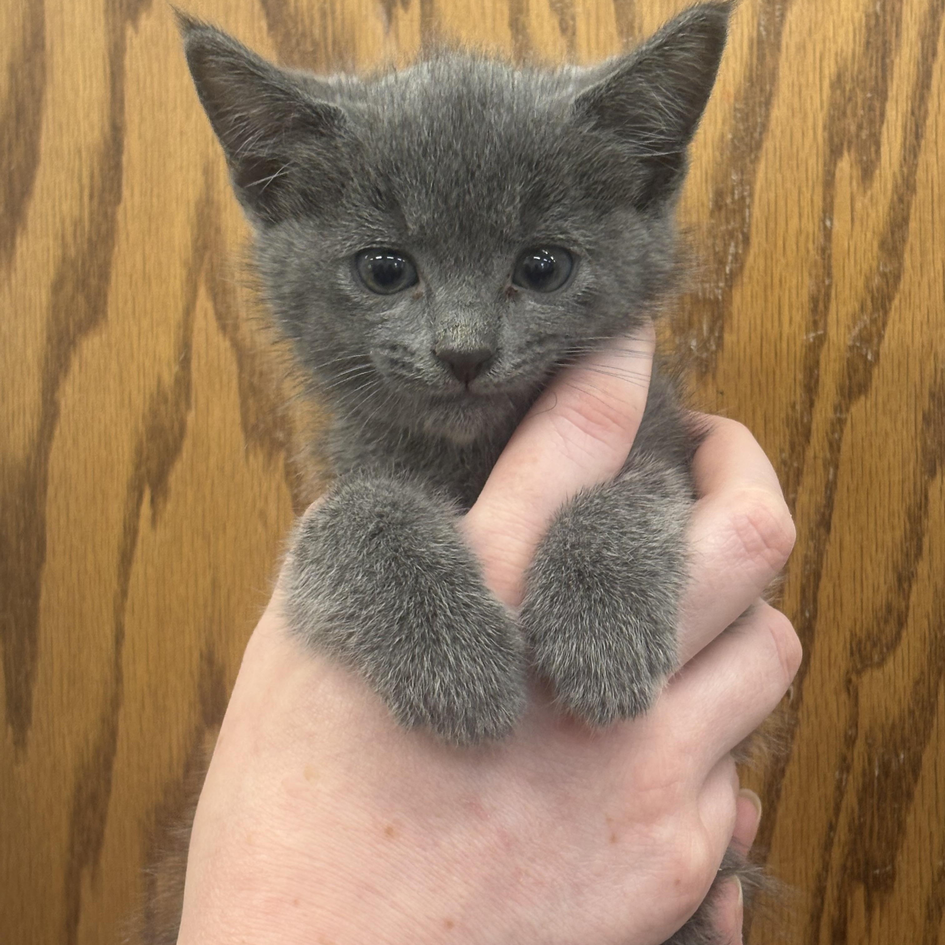 KITTEN Edward (Male) -- MEET ME AT CRABAPPLE KNOLL, adopted, Kitten Male Domestic Short Hair.