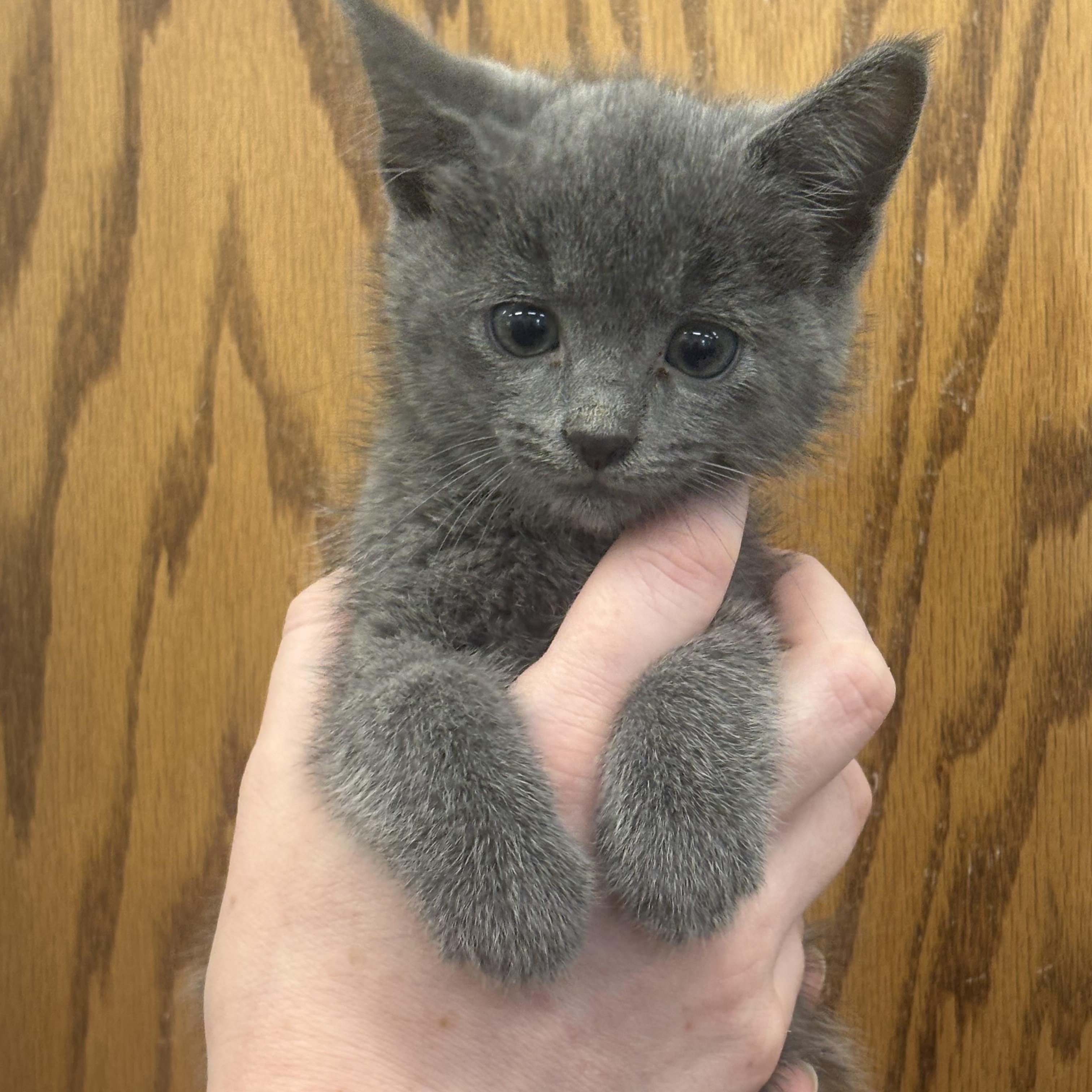 KITTEN Edward (Male) -- MEET ME AT CRABAPPLE KNOLL, an adopted Domestic Short Hair in Alpharetta, GA image 2/3