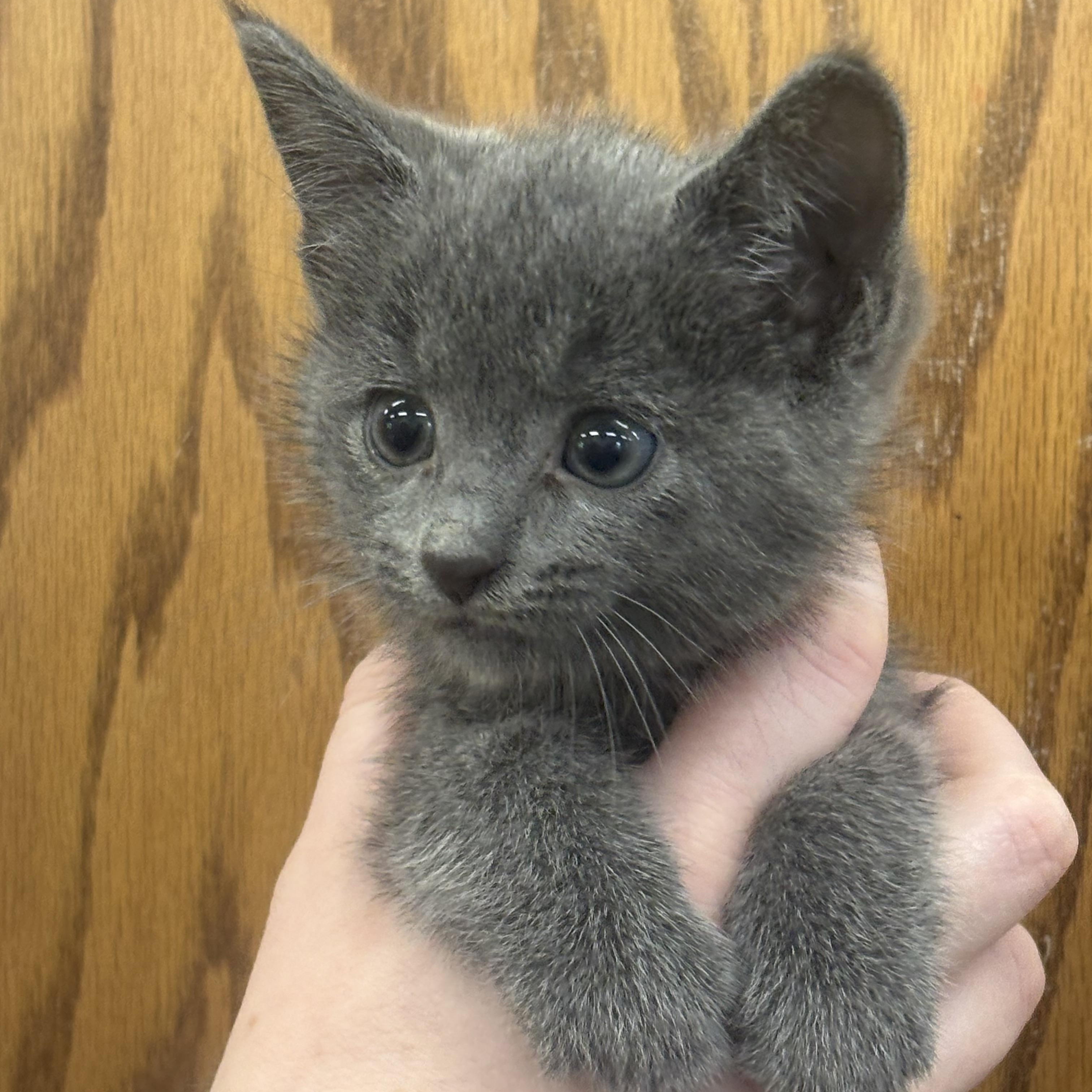 KITTEN Edward (Male) -- MEET ME AT CRABAPPLE KNOLL, an adopted Domestic Short Hair in Alpharetta, GA image 3/3