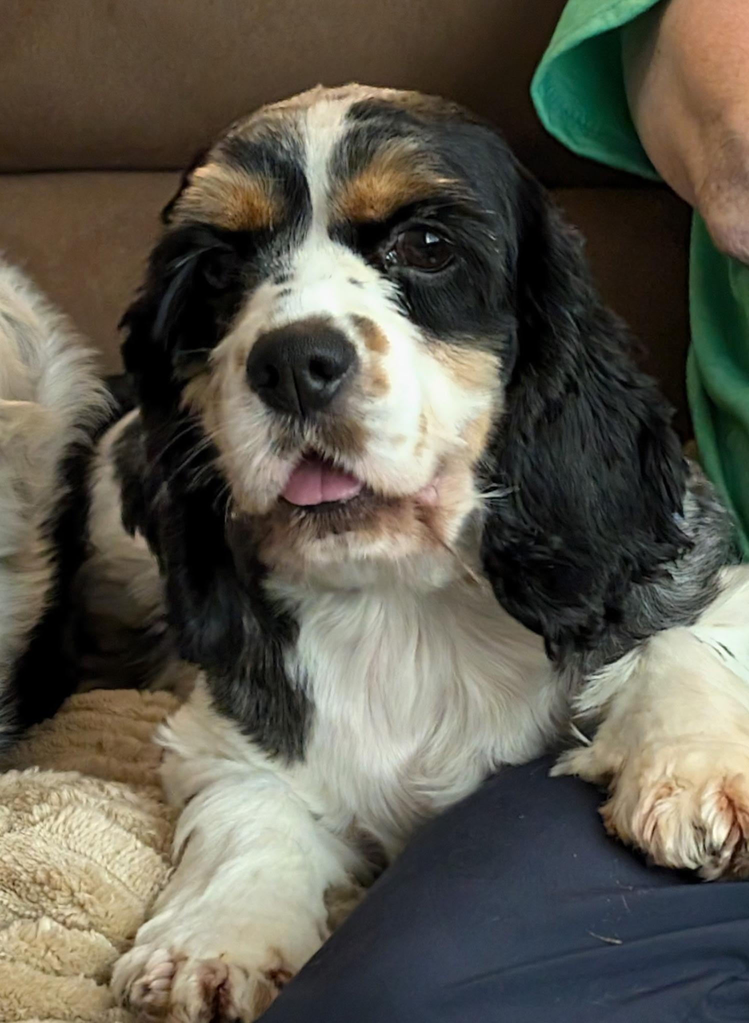 Sadie, a Adopted Cocker Spaniel in Sioux Falls, SD image 1/3