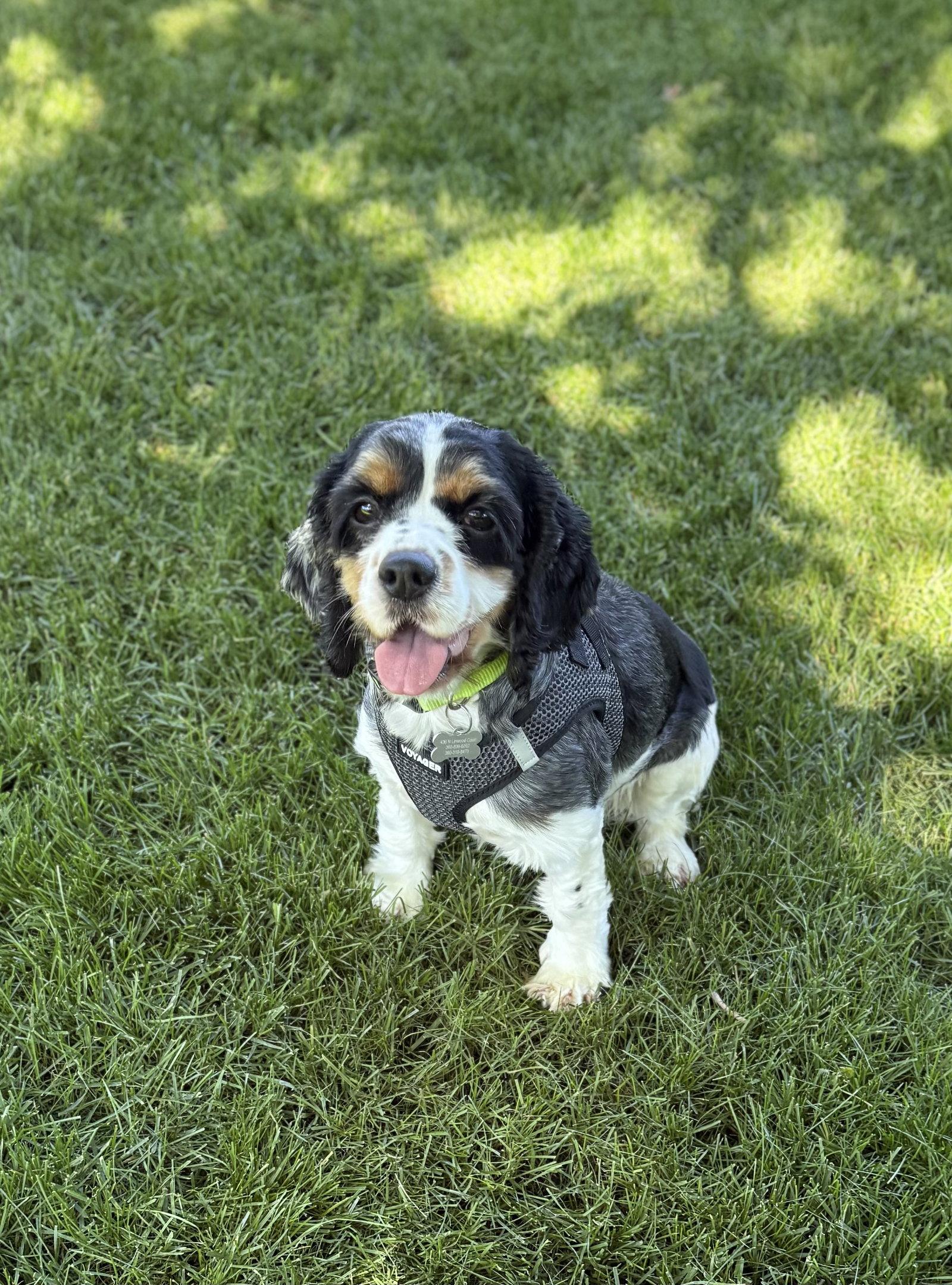 Sadie, a Adopted Cocker Spaniel in Sioux Falls, SD image 2/3