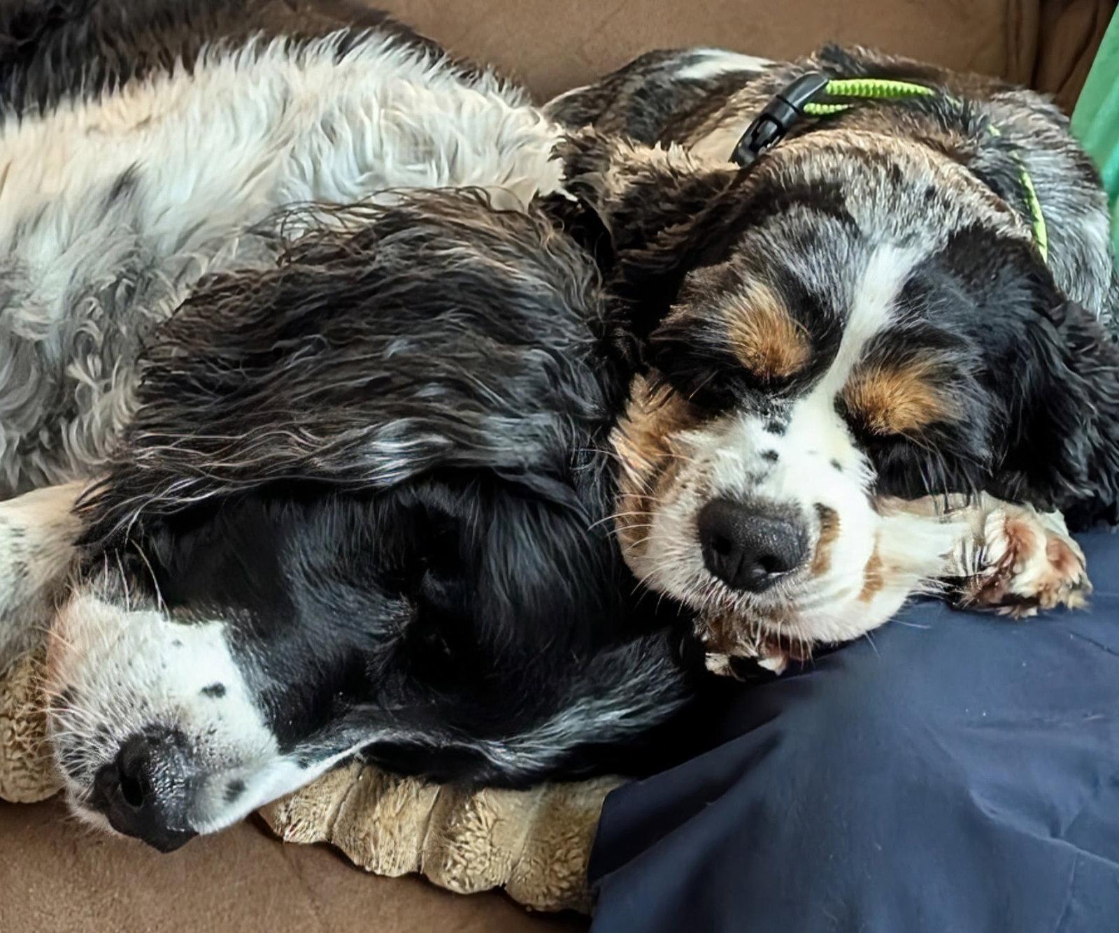 Sadie, a Adopted Cocker Spaniel in Sioux Falls, SD image 3/3