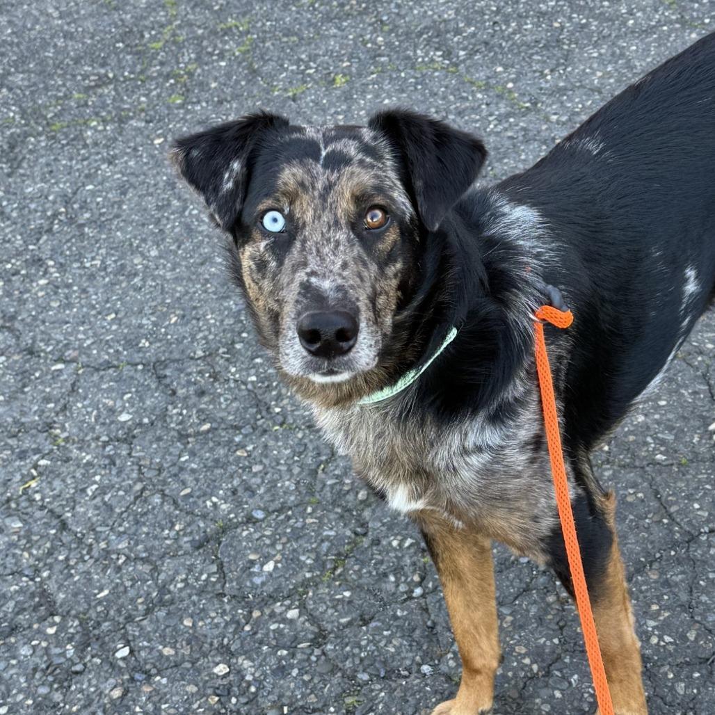 Chocolate Oreo, Adoptable, Adult Male Australian Shepherd & Mixed Breed.