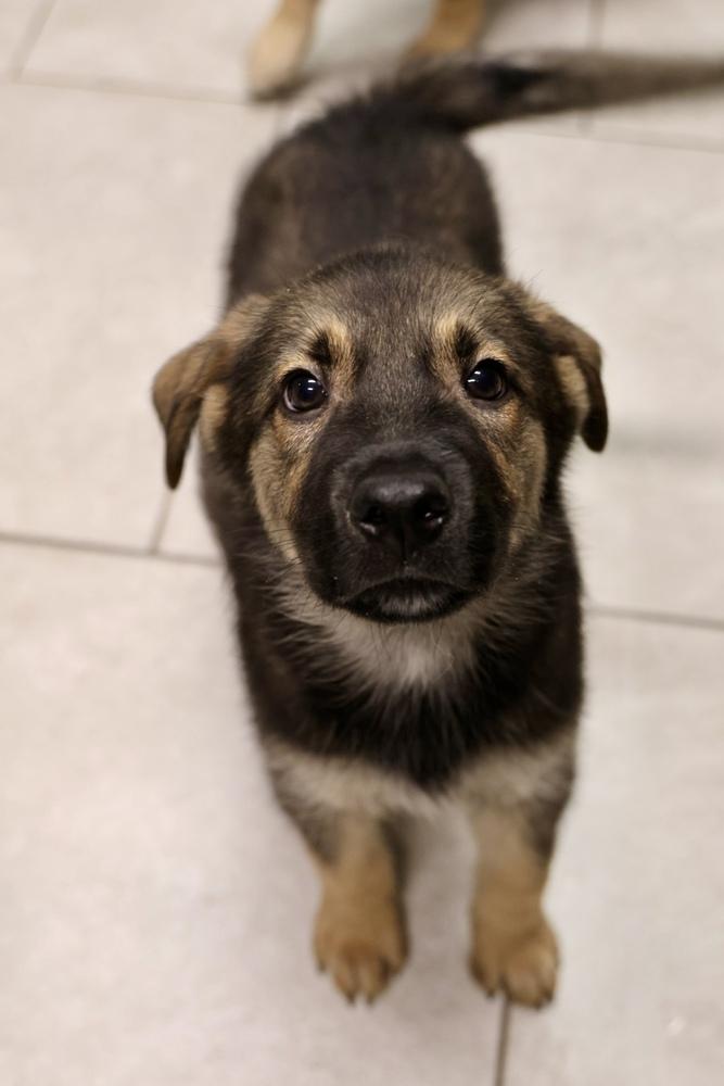 Tsunami, Adoptable, Puppy Male Terrier.
