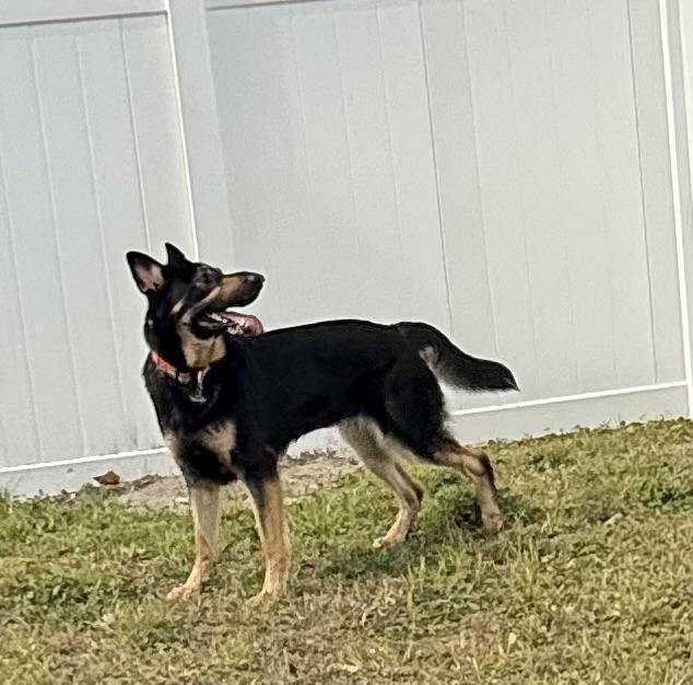 Roxy